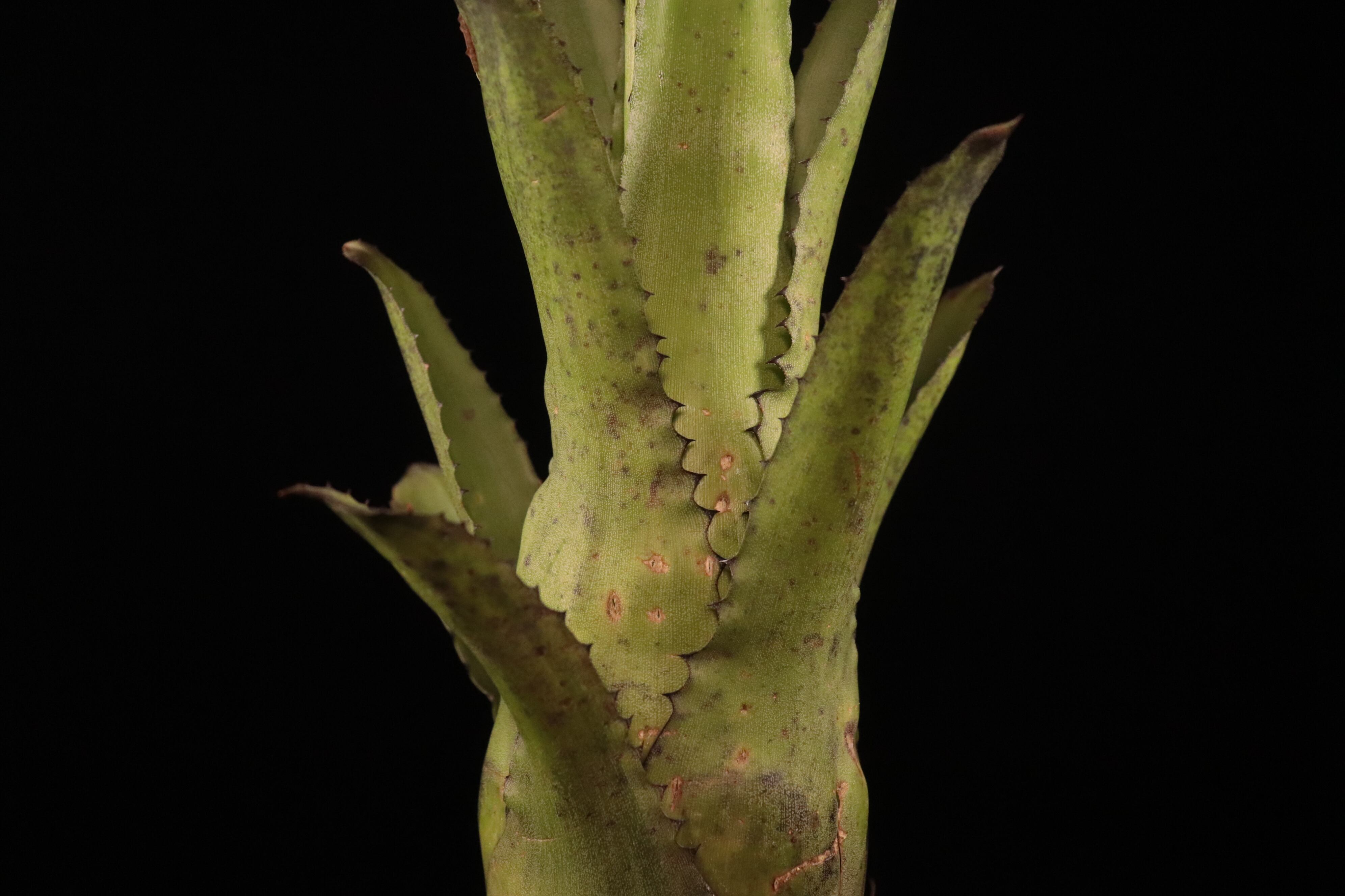 送料無料】Hohenbergia vestita × sp. 357〔ホヘンベルギア〕現品発送