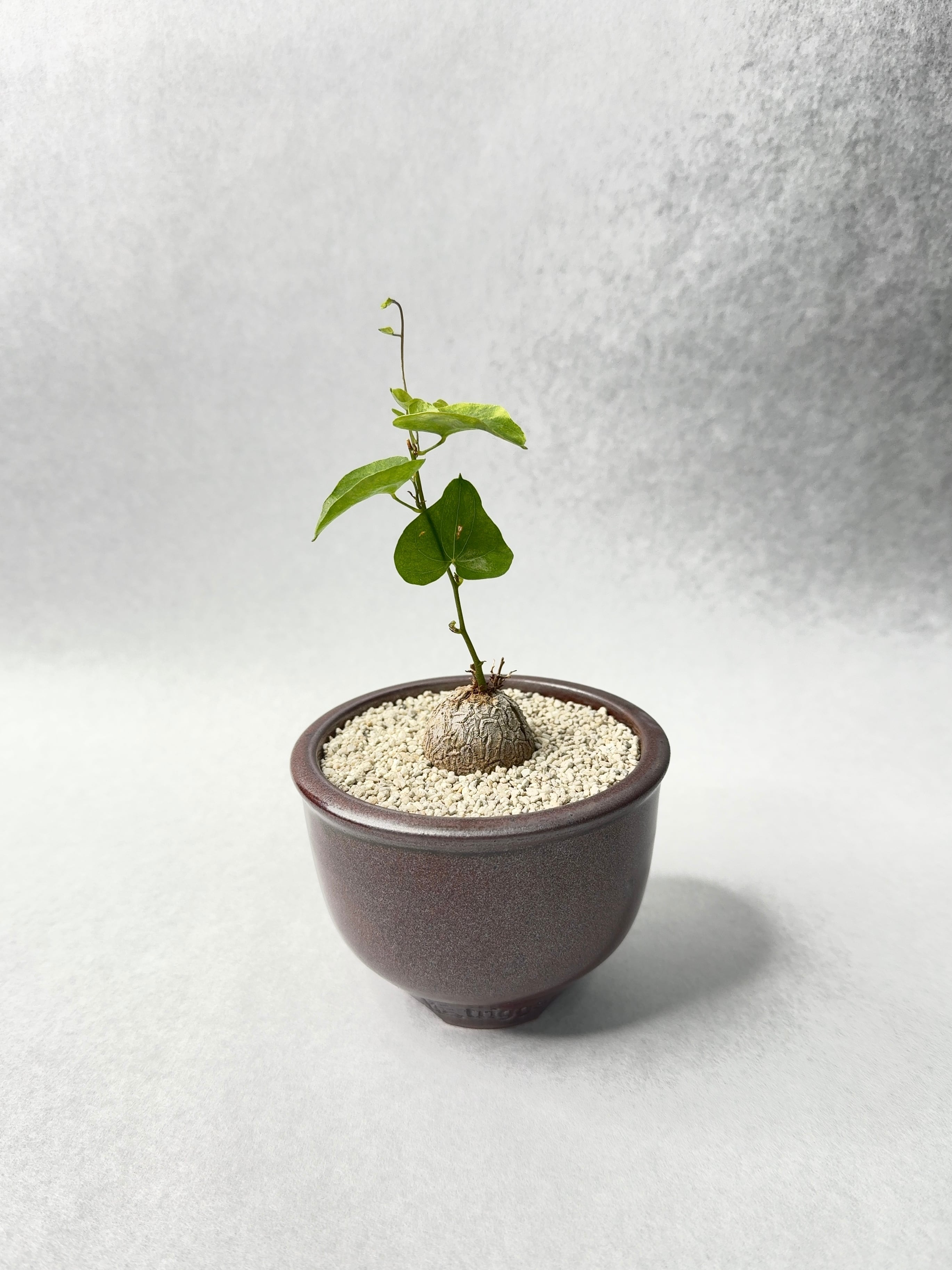 ディオスコレア・亀甲竜 | trigger