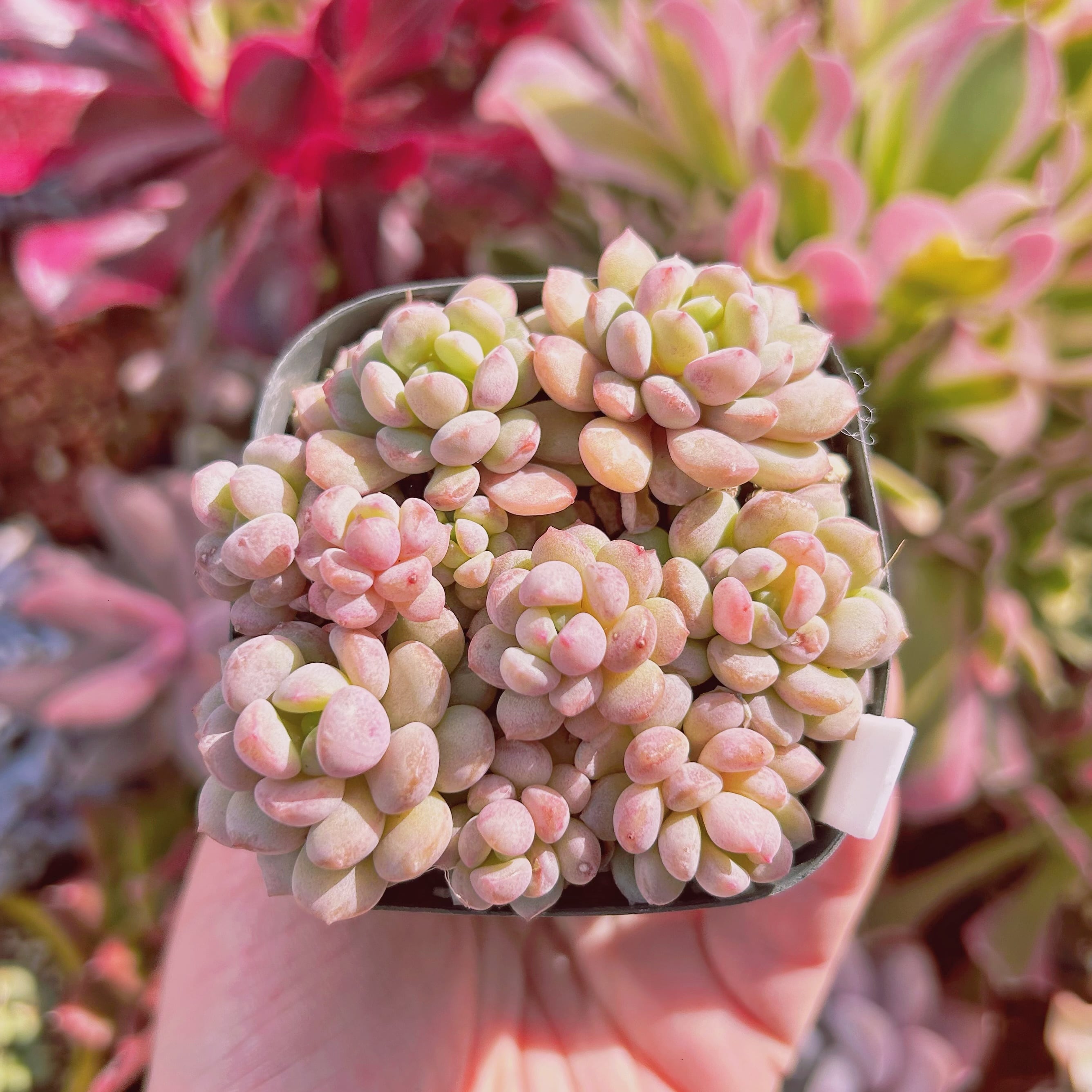 #546現物　多肉植物　萌豆　抜き苗