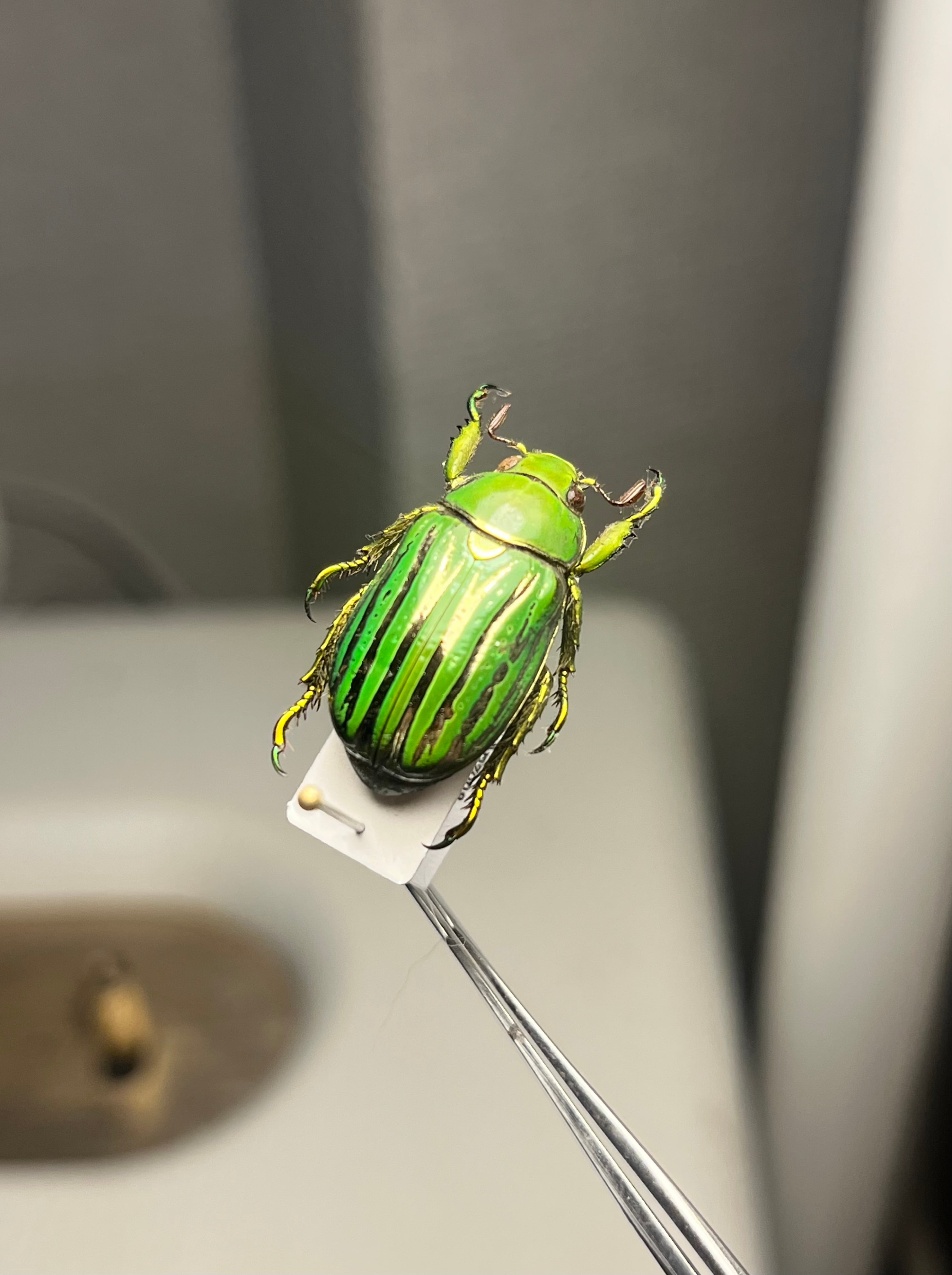 鶯黄金最高峰】キンモンウグイスコガネ 標本 スペクタビリスウグイス