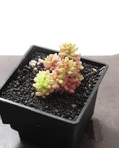鉢植え オーロラベリー Sedum 'Aurora Berry'