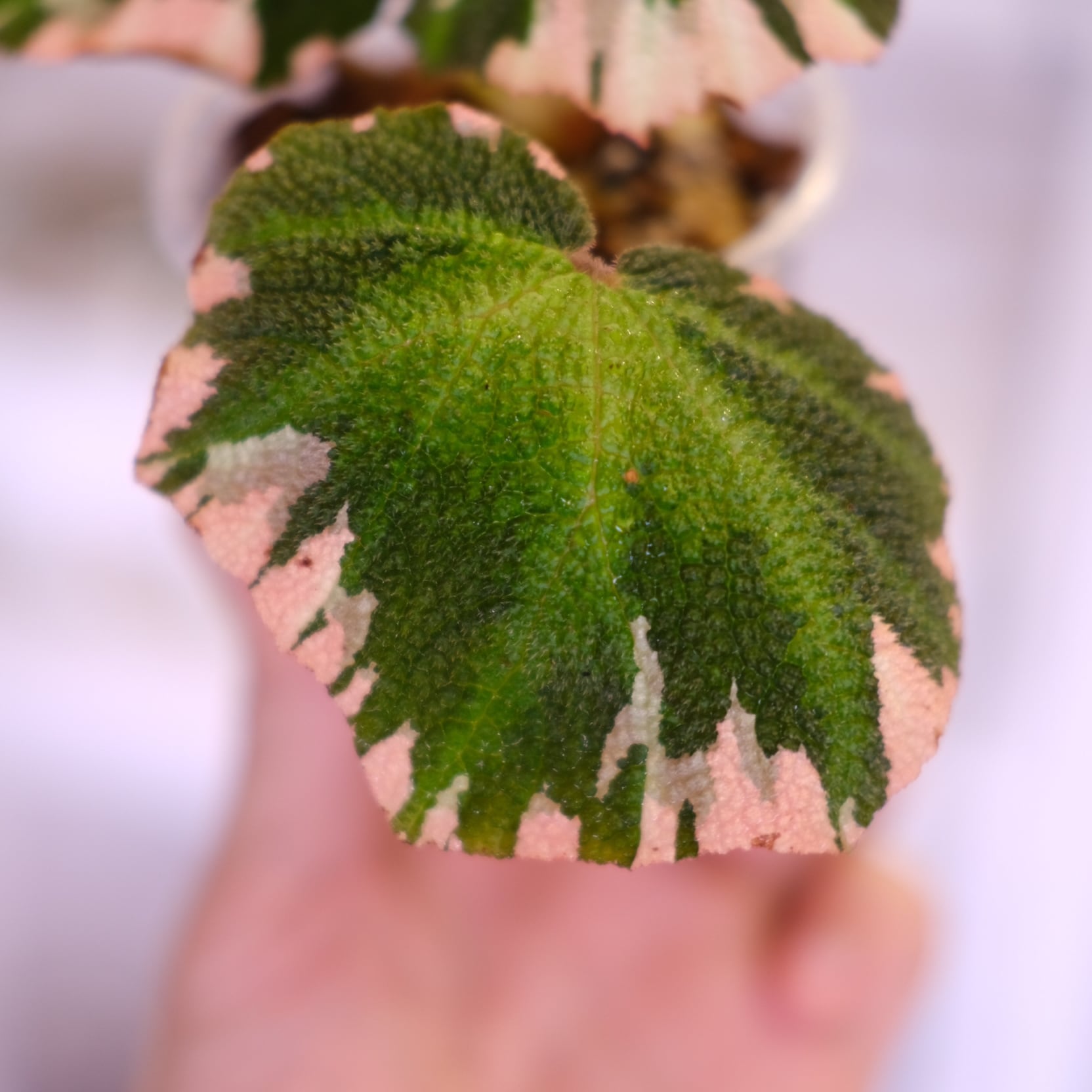 Begonia soli mutata Variegated / ベゴニア ソリムタータ