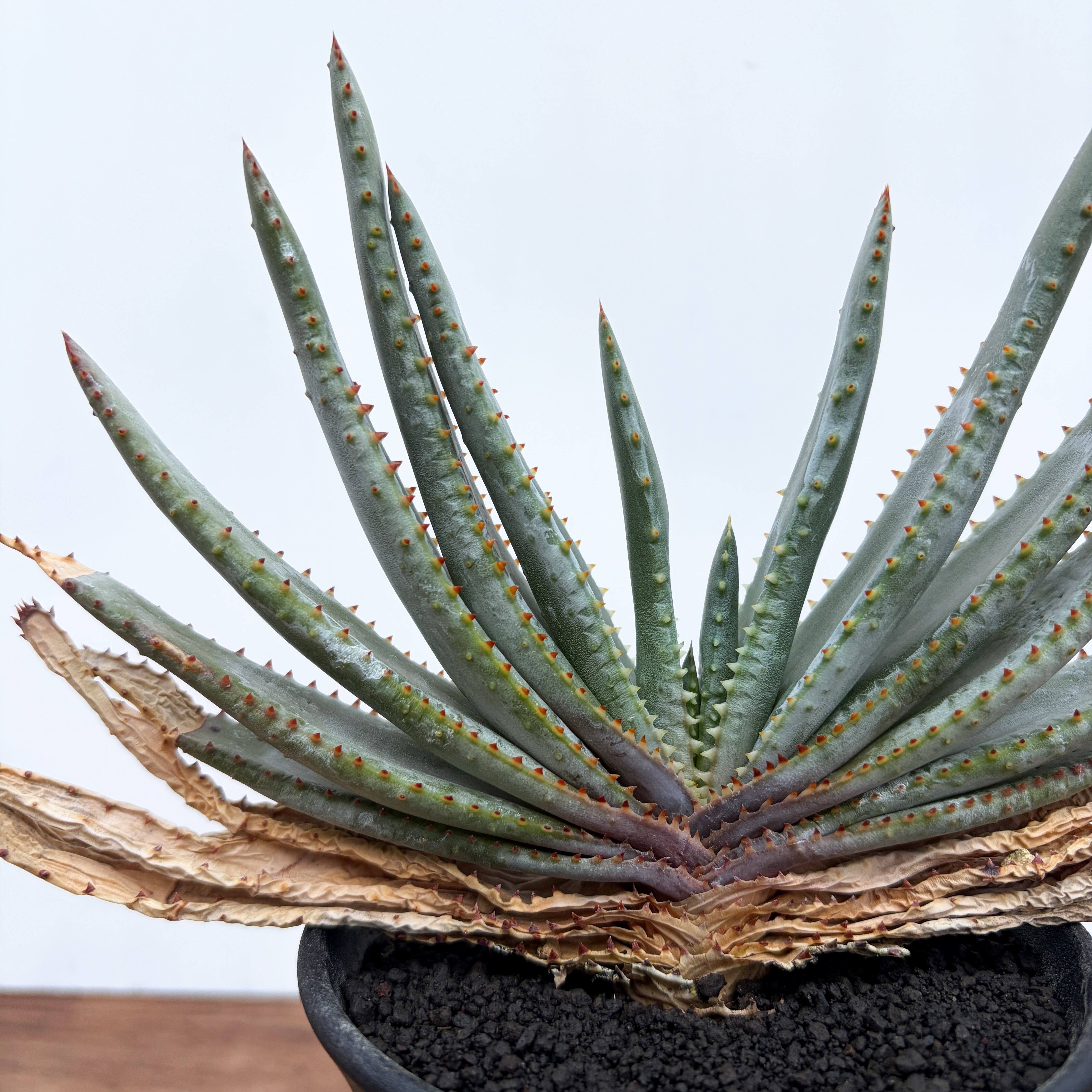 多肉植物 アロエ属 コンプレッサシストフィラ(ビグザム交配) Aloe compressa【アロエ・コンプレッサ】 | RIMO'S GREEN 【Saboten