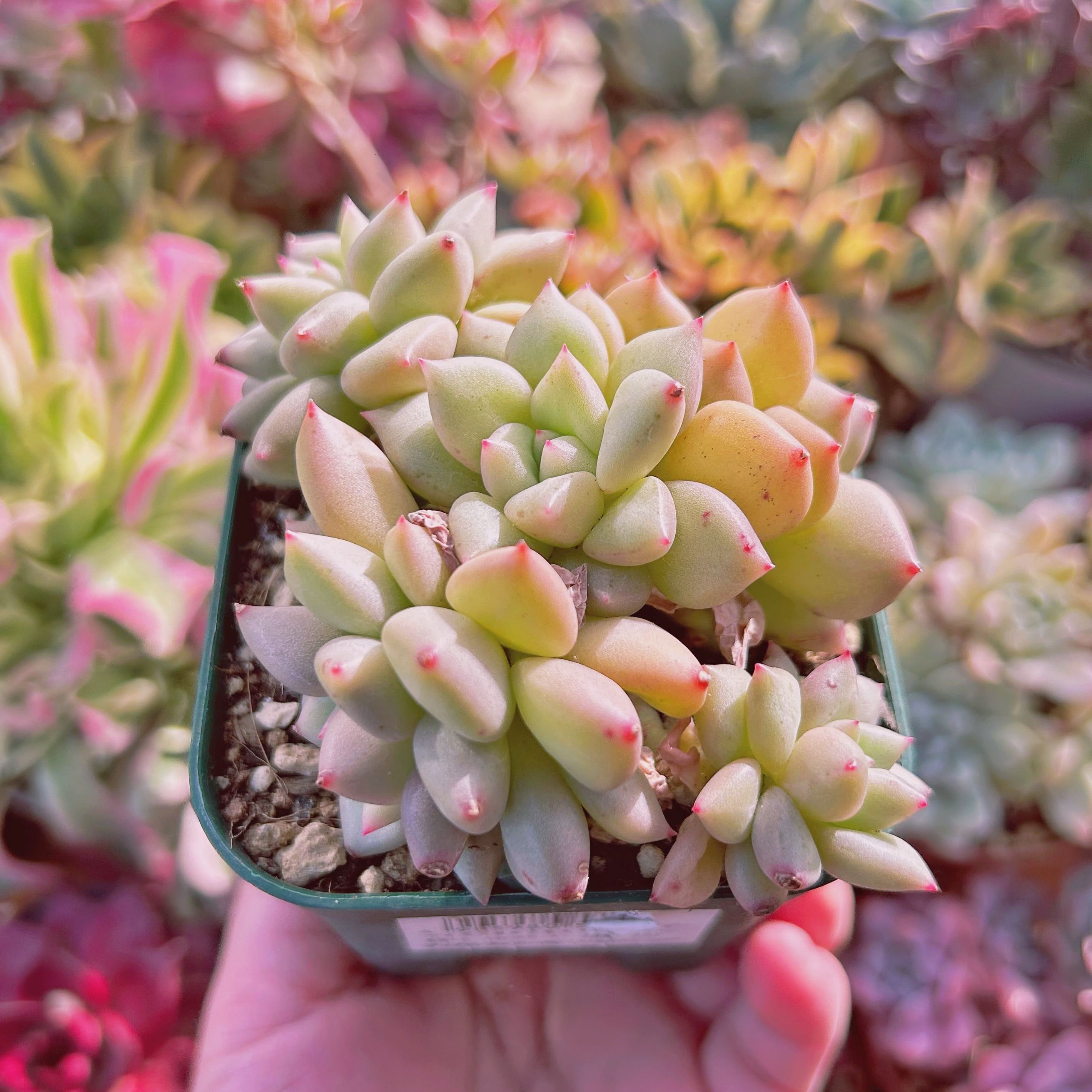 現物 多肉植物 アイボリー | るる農園~多肉植物専門