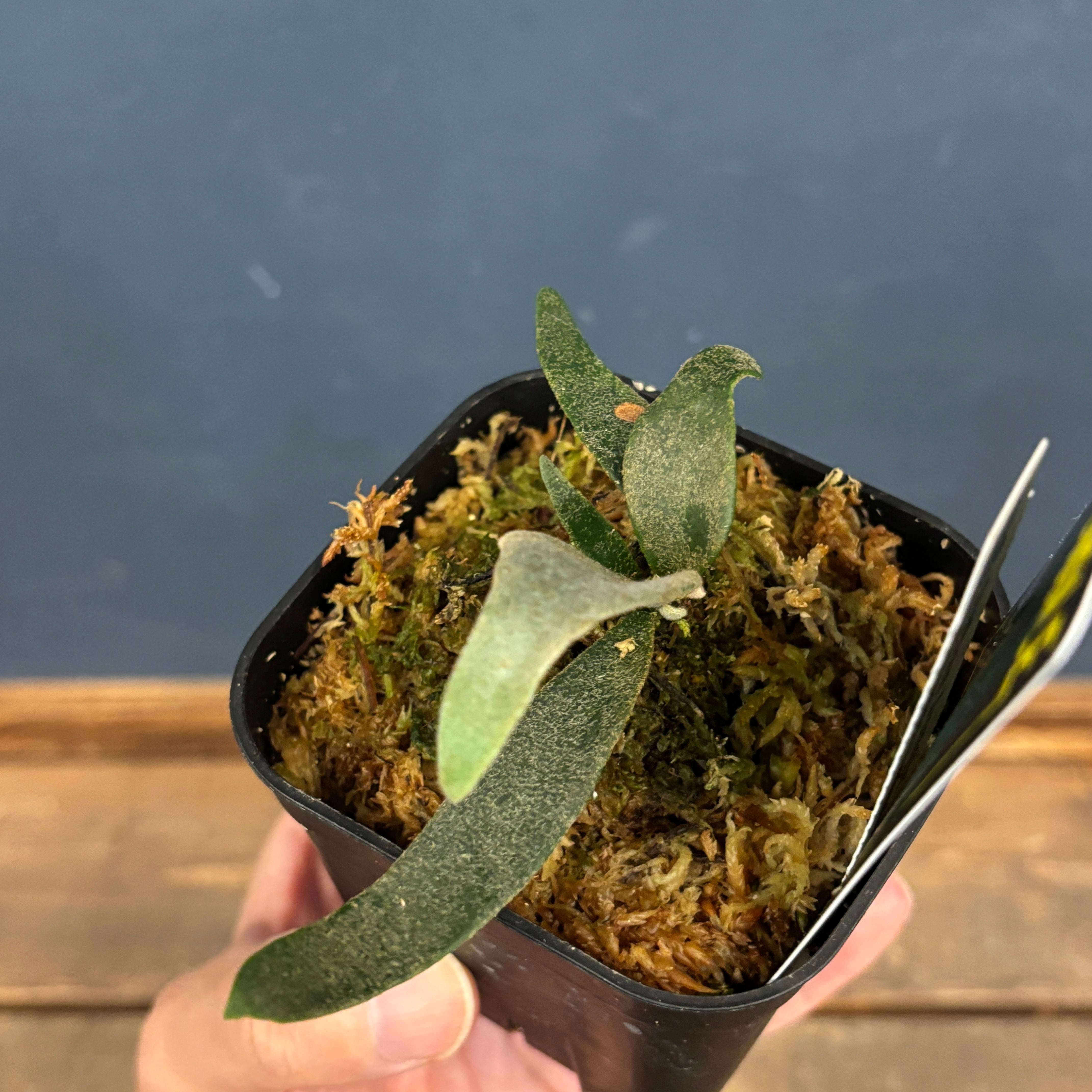 ビカクシダ ジェニー P. willinckii 'Jenny'【837】 | PROTOLEAF