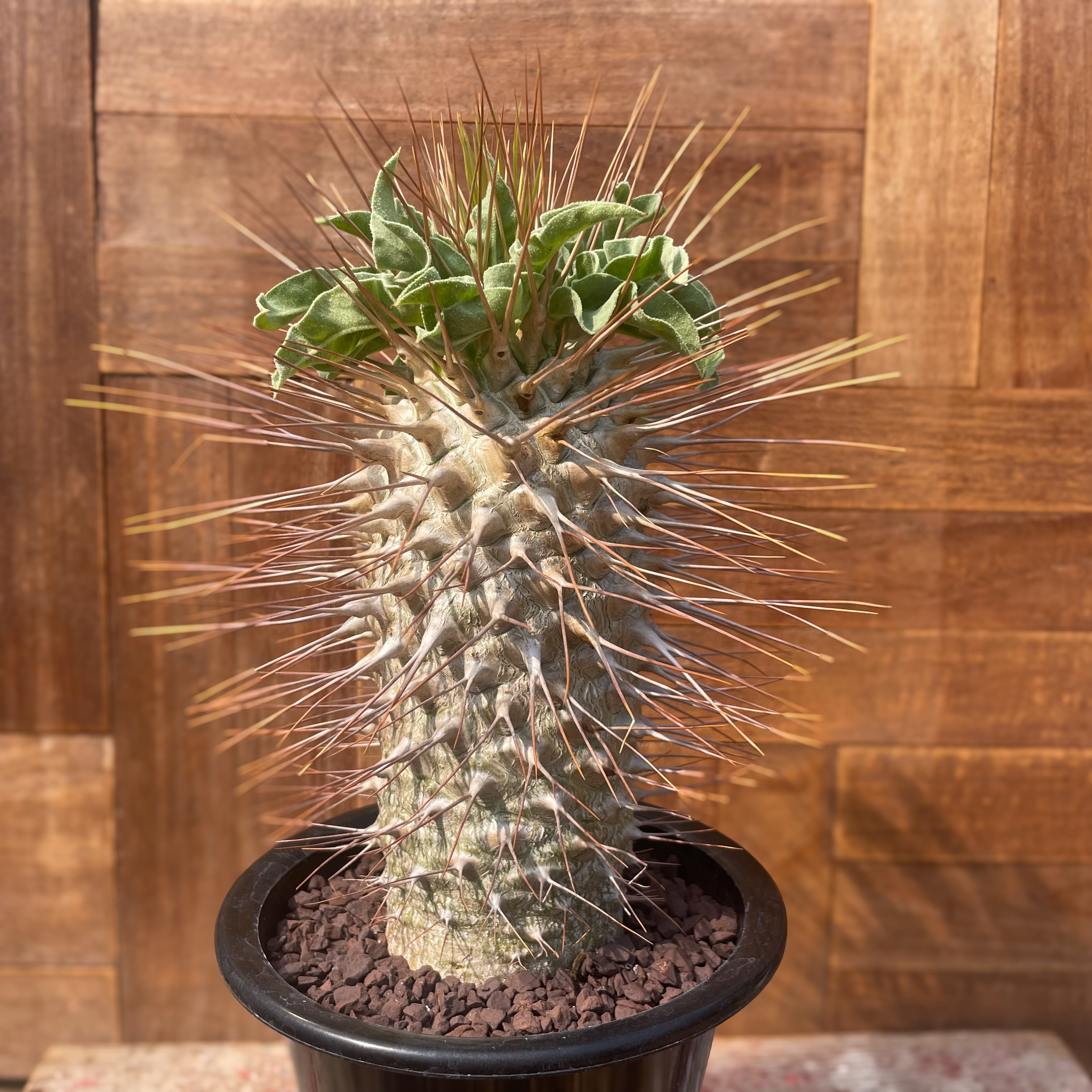 Pachypodium namaquanum【パキポディウム・ナマクアナム・光堂  