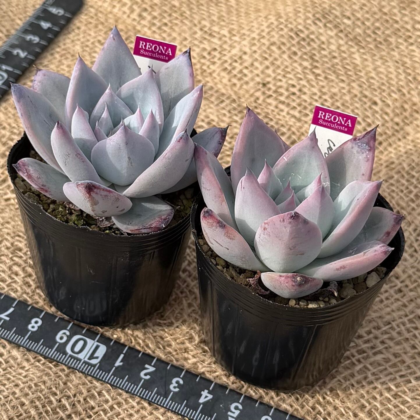ブラックサバス コロラータ ルーフ2苗セット 管理番号5 | REONA Succulents
