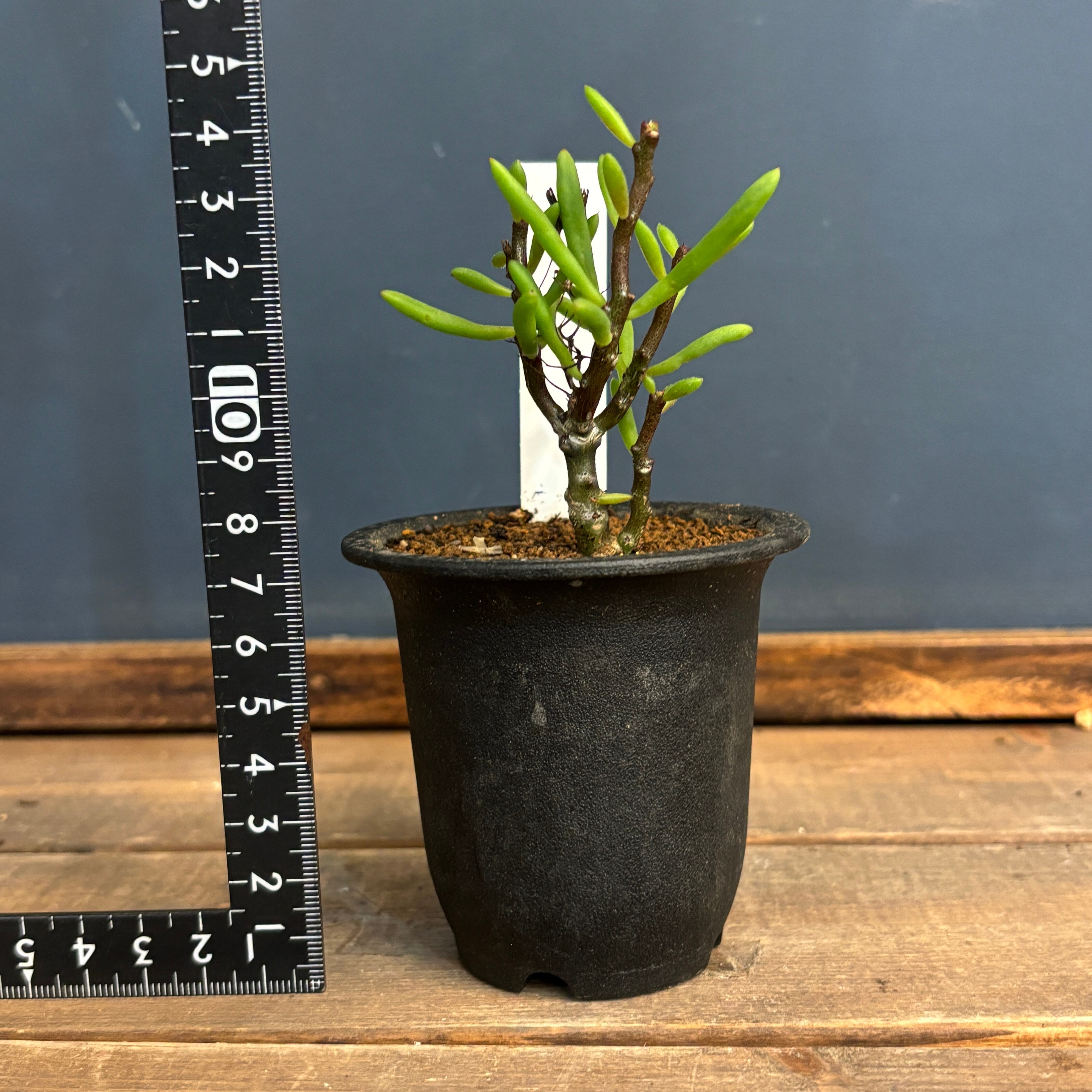 チレコドン ニグリカウリス【1019】 | PROTOLEAF プロトリーフ