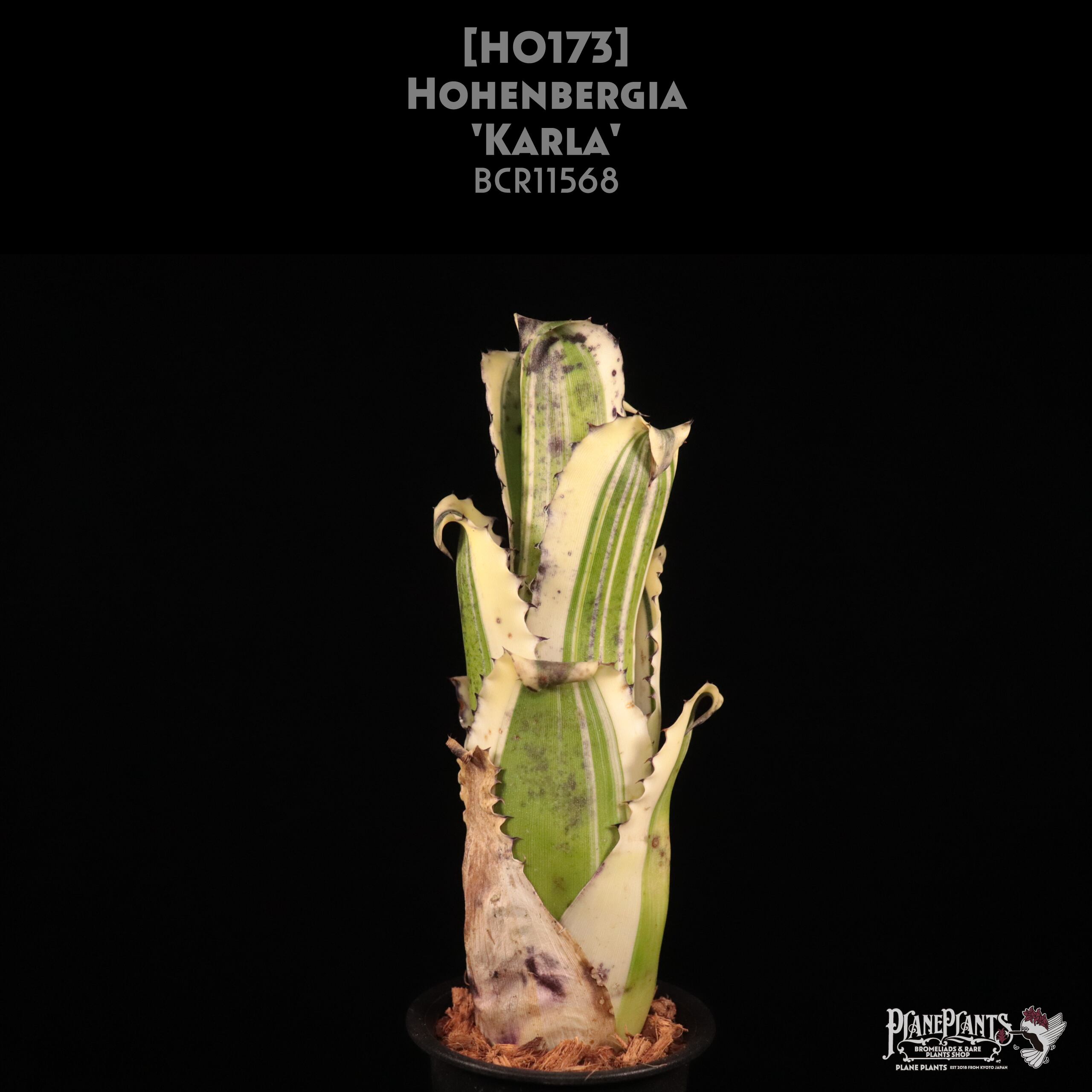 【送料無料】Hohenbergia 'Karla'〔ホヘンベルギア〕現品発送H0173