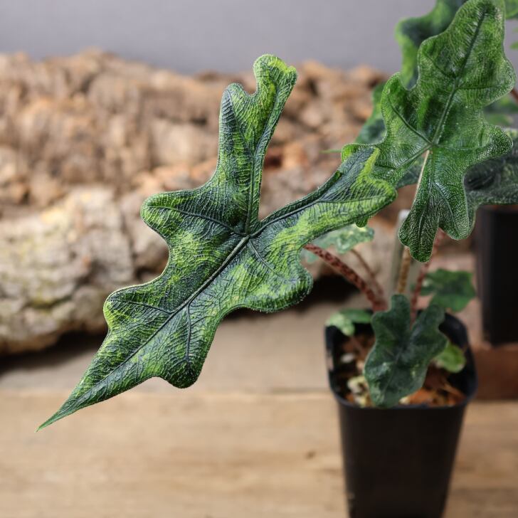 745『urban jungle アロカシア ジャックリン 斑入り』 観葉植物【送料