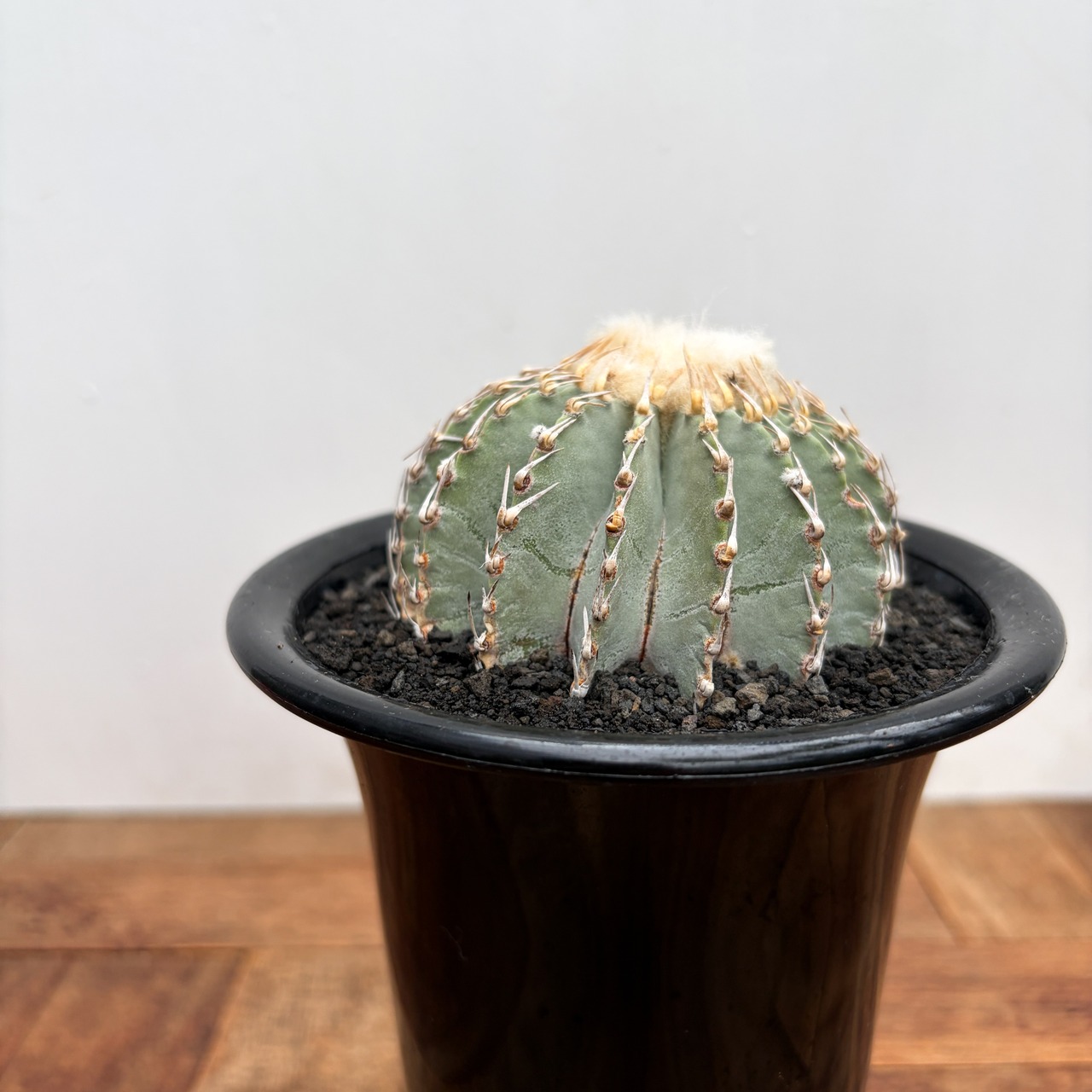 Geohintonia mexicana【ゲオヒントニア・メキシカーナ】