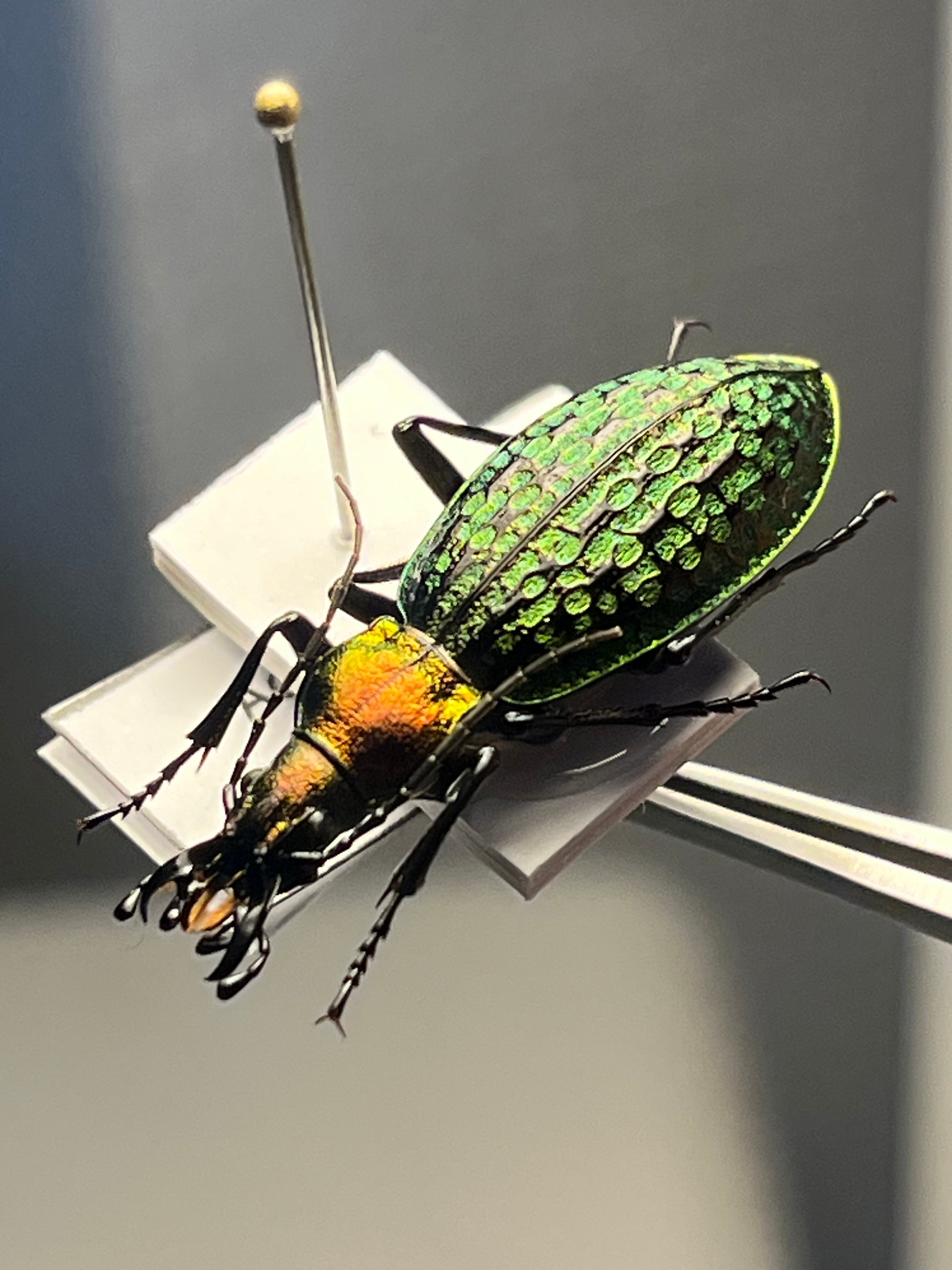 属内最大種】クビワオオツノハナムグリ カナブン ゴライアスオオツノ