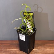 【新着3日限定10%OFF】【UJ】パピリオナンセ　テレス　オリンピックリング【1146】
