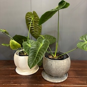 【秋の植え替えフェア対象】【セット】アンスリウム　ベイチー