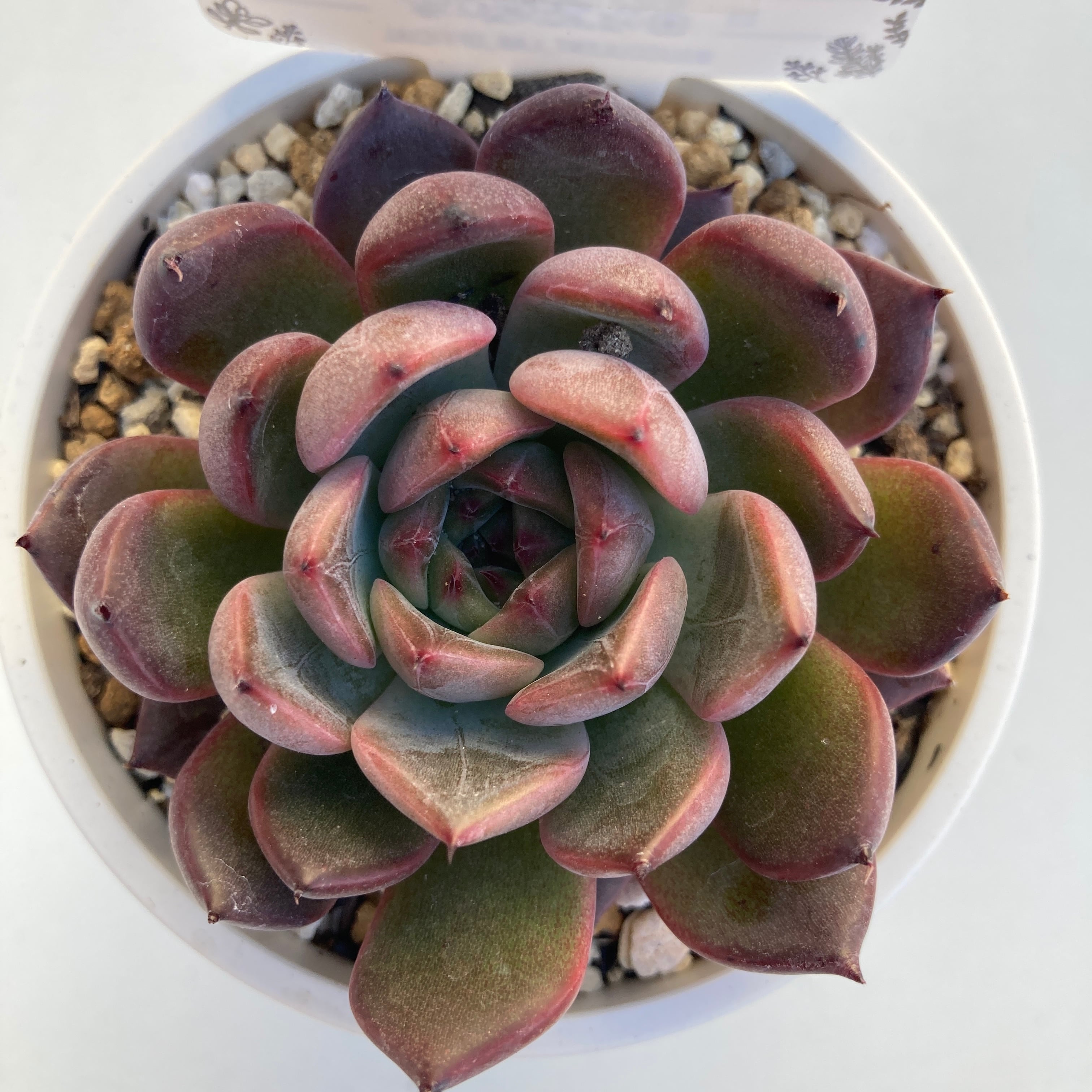 ノーマッド（nomad）ぱくさん苗　多肉 ノマド】 多肉植物 韓国苗 ノーマッド（nomad）ぱくさん苗 多肉