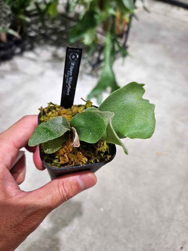 P.Spore White (Woot Select ) 【artPLANTs/PLANTS GARAGE 】ビカクシダ#Platycerium