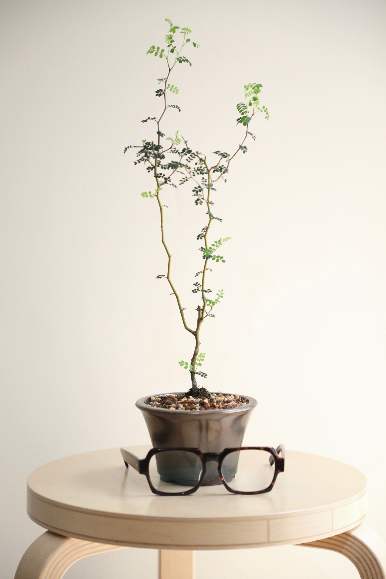 【S】ソフォラ リトルベイビー/Sophora prostrata Little Baby