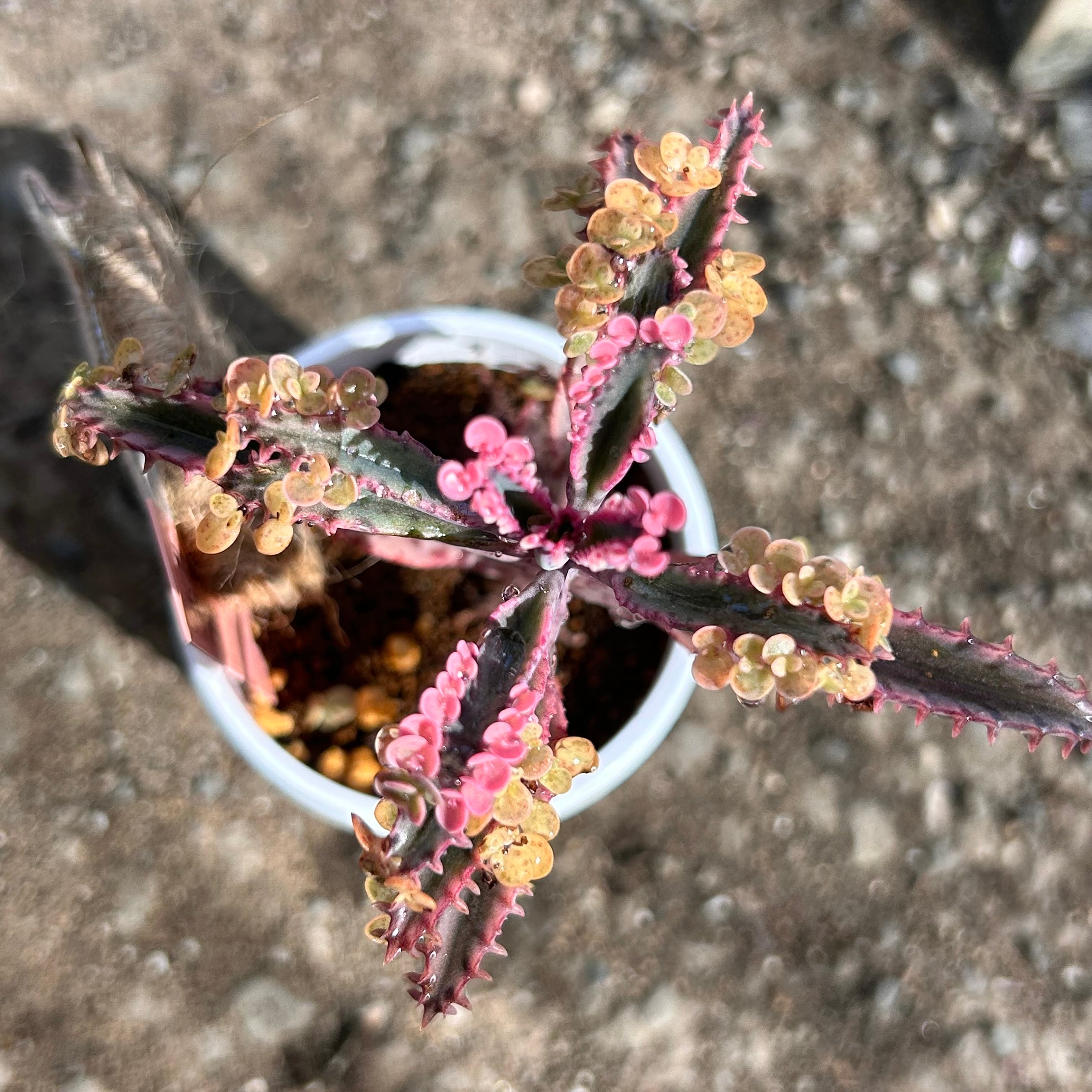 不死鳥錦 | RuPo 多肉植物専門店