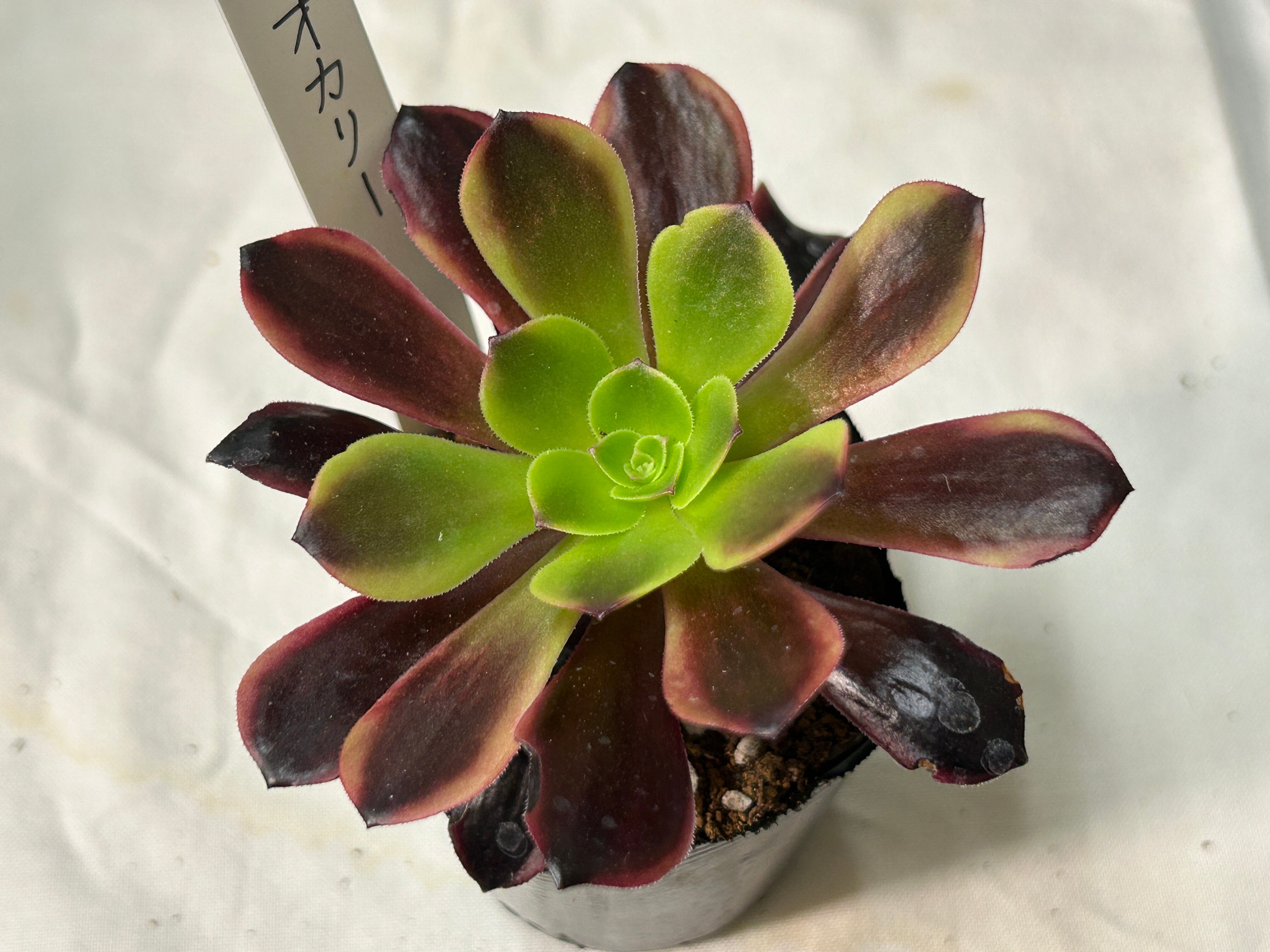 多肉植物 | GREEN JAM foliageplant