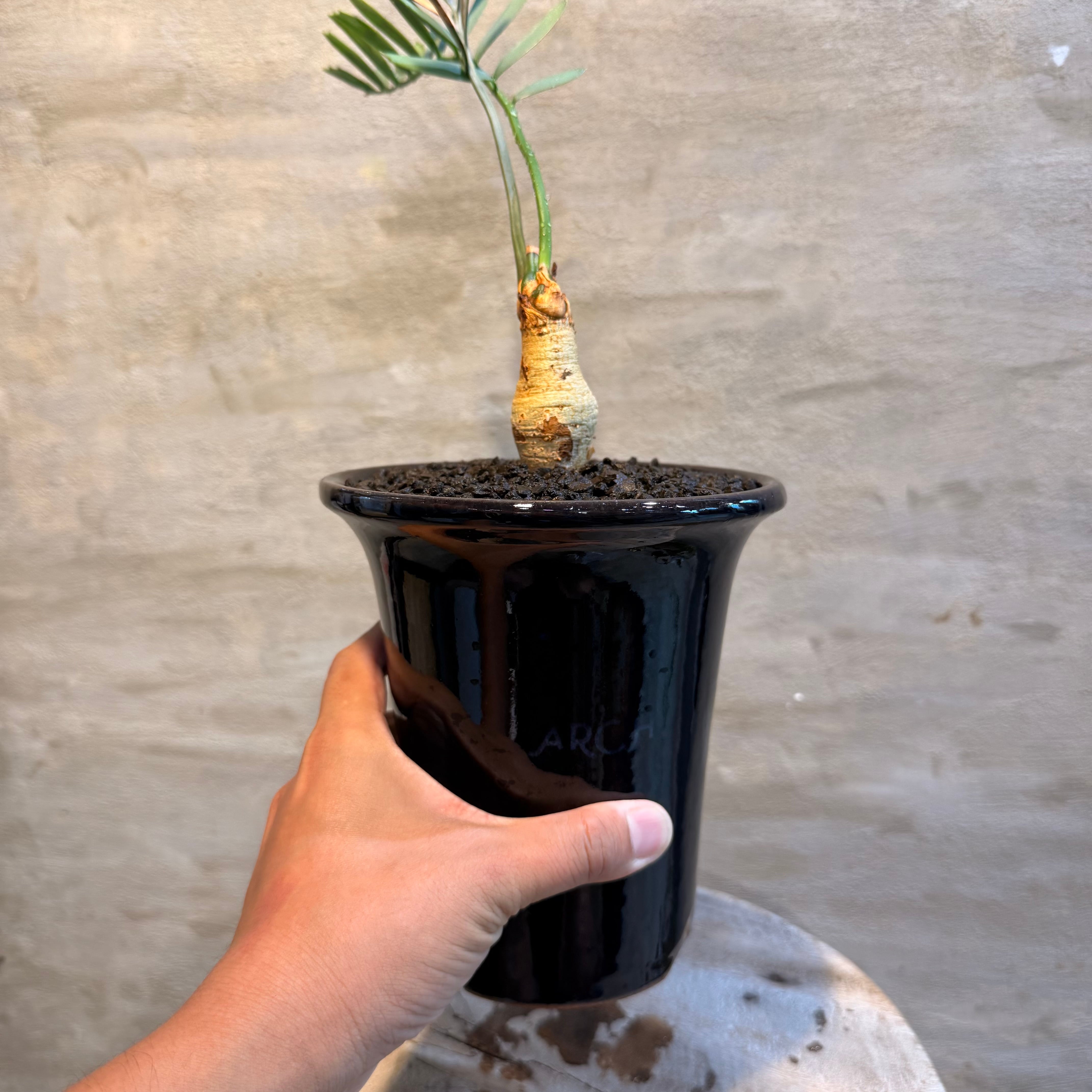 植物】エンセファラルトス レーマニー ×ARCHネームポット