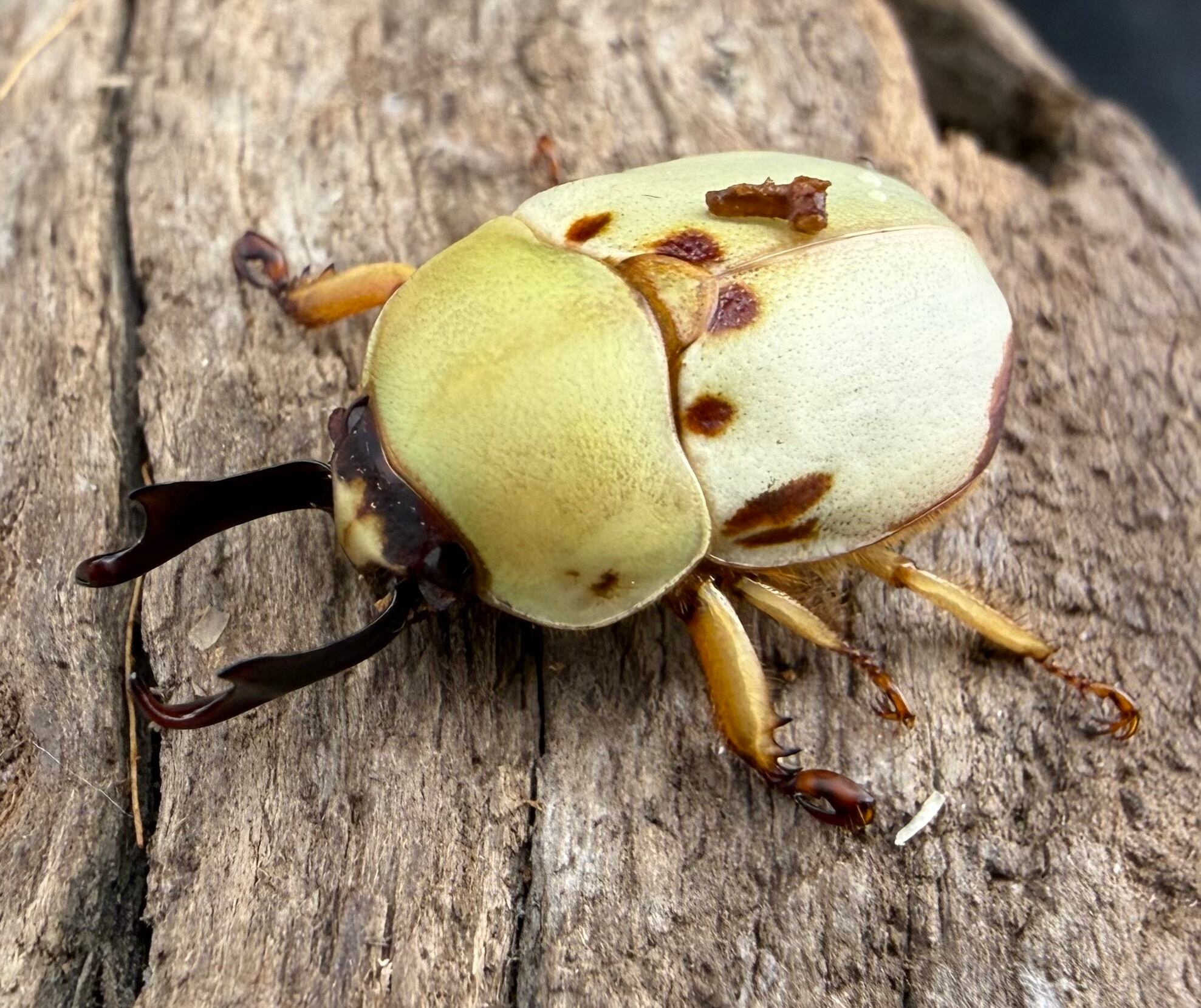 カツラクワガタコガネ 20.5mm ペア》 | KPW公式オンラインショップ