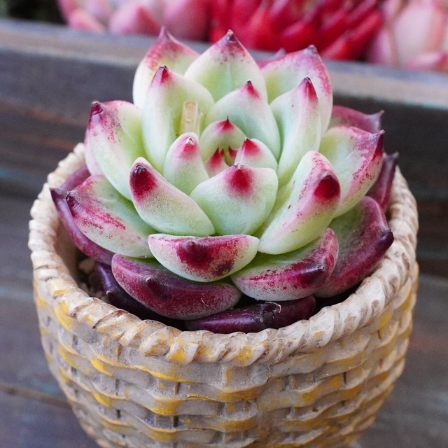 ※人気種※【ブルーミン】エケベリア　美苗　韓国多肉