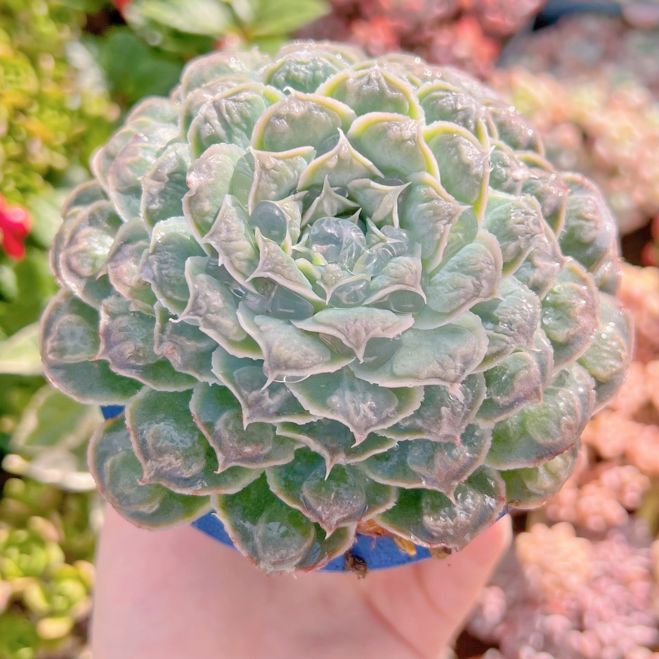 現品　ハートチョイス#070    大苗　るる農園