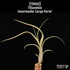 【送料無料】intermedia 'Large Form'〔エアプランツ〕現品発送T5403