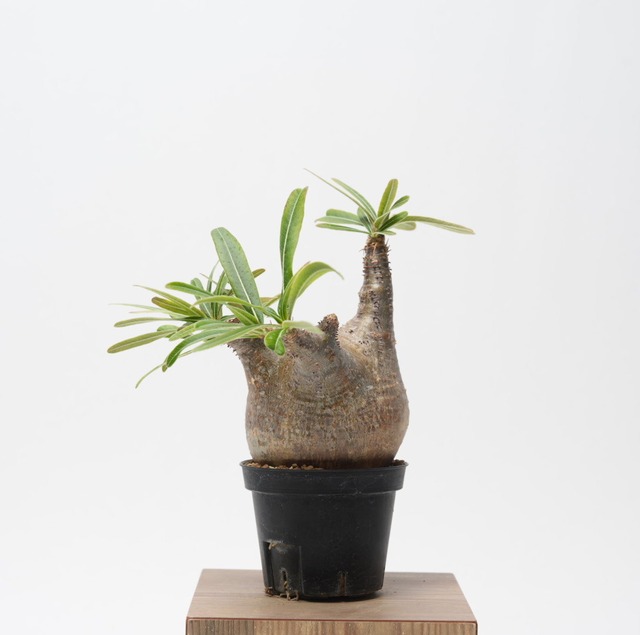 パキポディウム グラキリス no.7〈発根済み〉