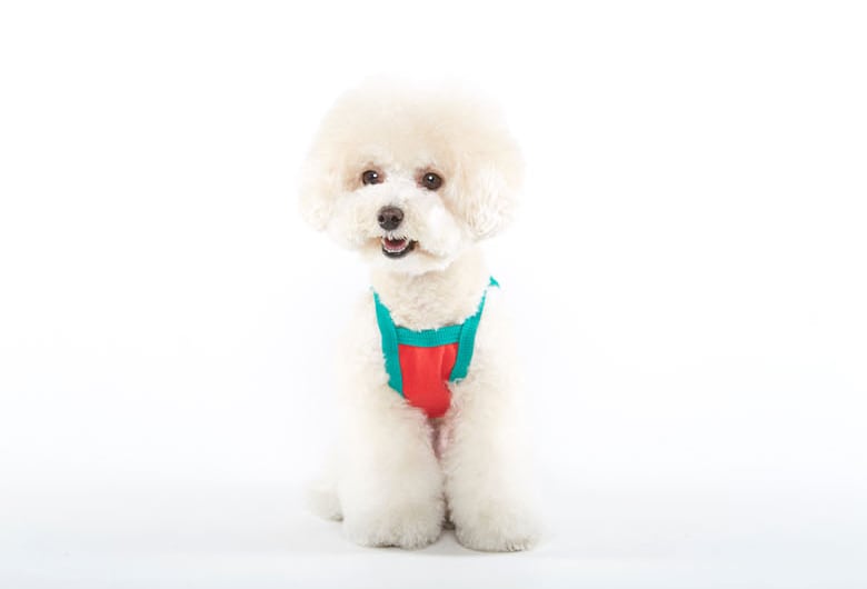 フルーツクロップドトップス S ~ 2XL / 犬の服 犬服 ペット洋服 ドッグウェア ペット用品 小型犬 中型犬 top115