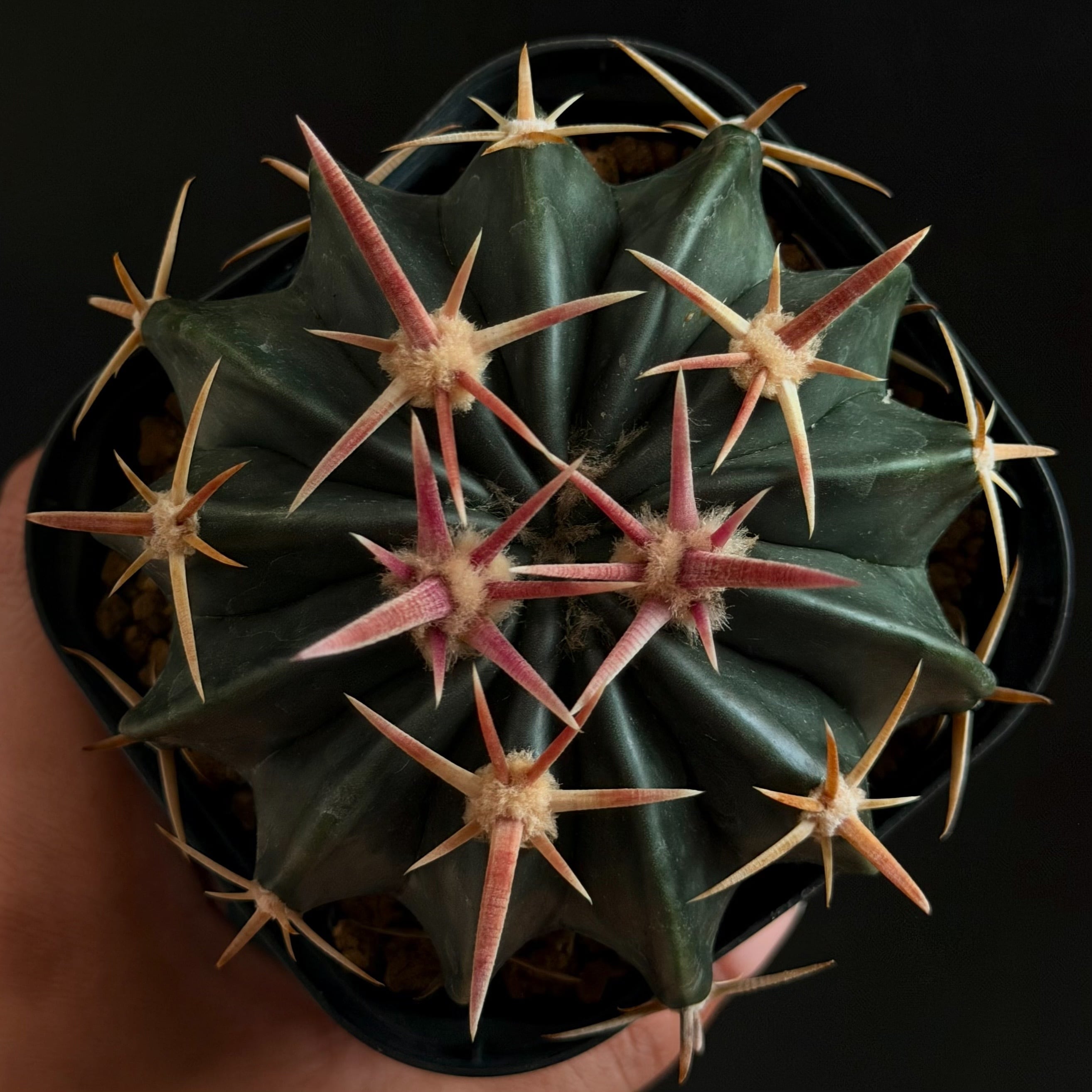全ての植物 | V.PARK