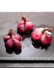 カット苗 レインドロップ錦 Echeveria 'Raindrops Variegated'