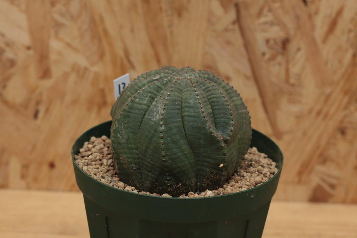 ユーフォルビア オベサ 10稜 大株】10稜 Euphorbia Obesa ユーフォルビア オベサ13 | Pay ID