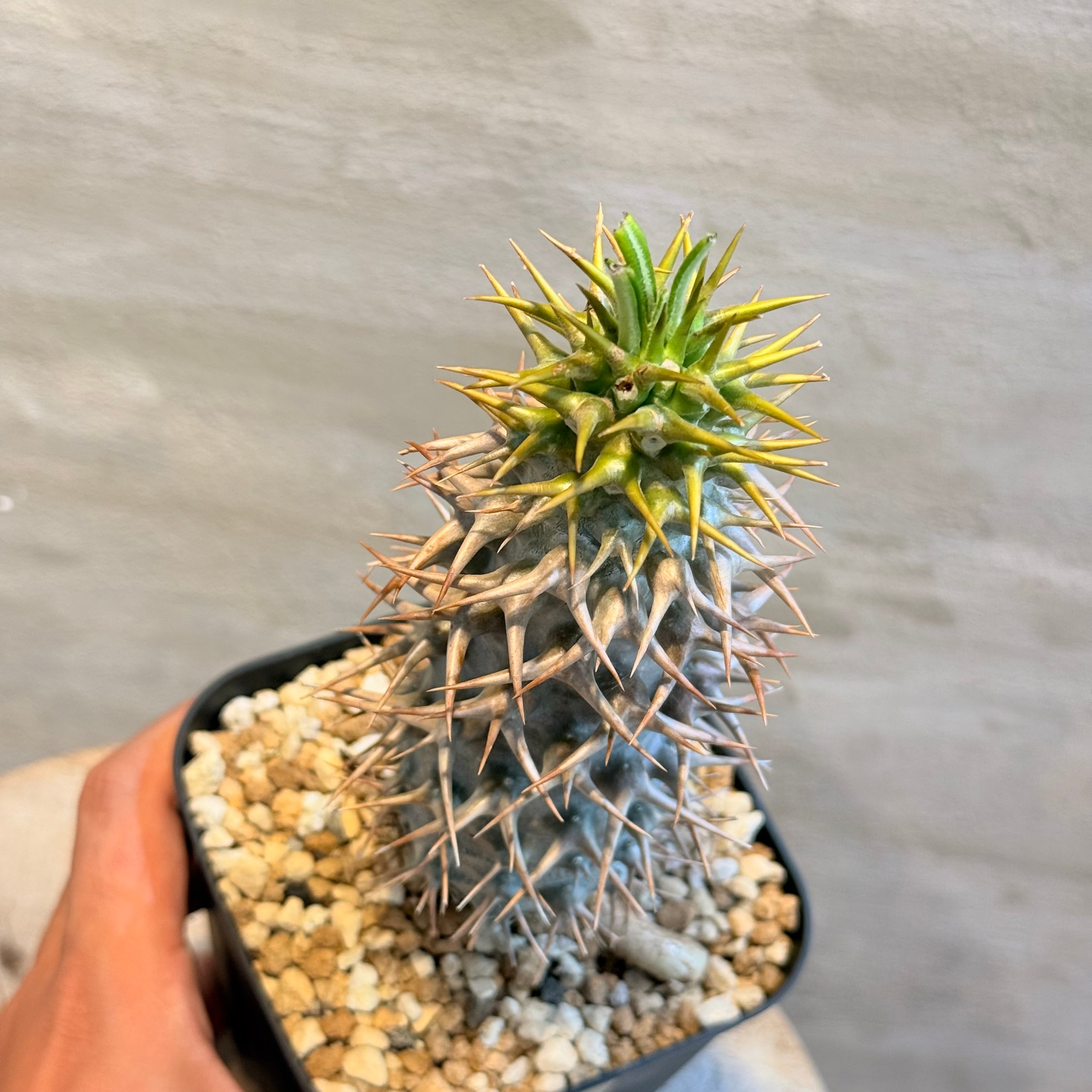 植物】パキポディウム アンボンゲンセ 実生株 <3> | A-PLANTS