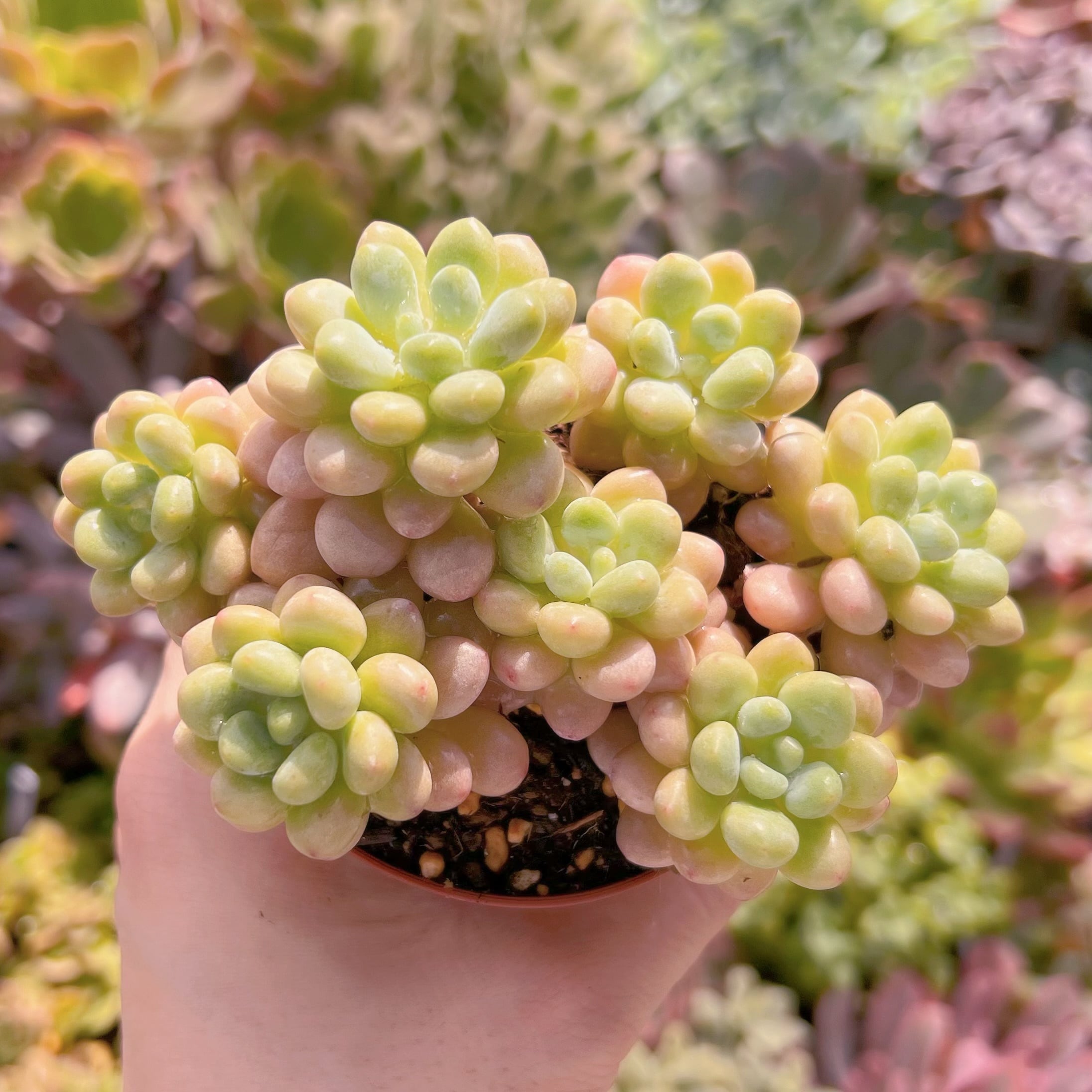 現物　キャビア#626   るる農園