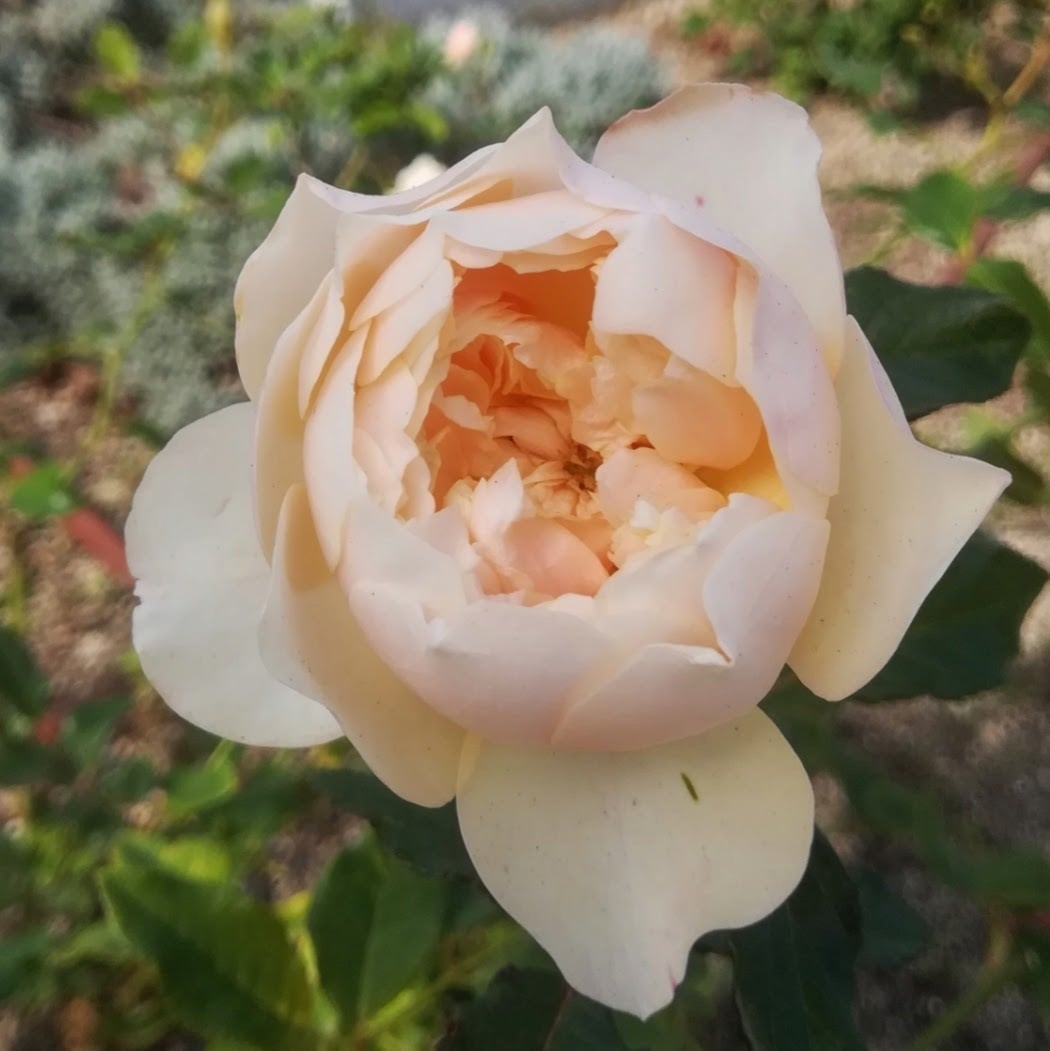 グレイス | 天空のバラ園(無農薬バラ苗・花苗・クレマチス・ハーブ産直