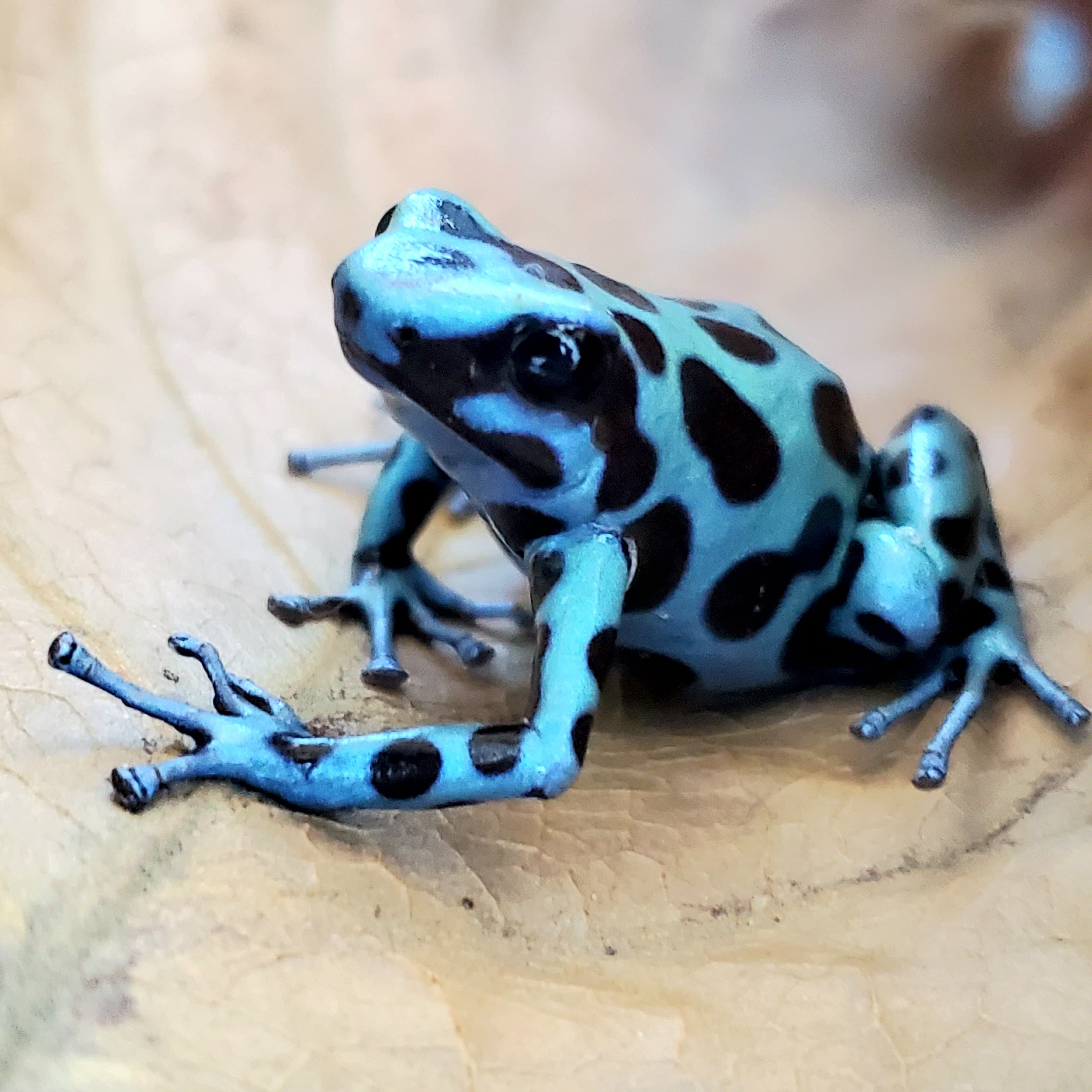 マダラ ヤドクガエル 