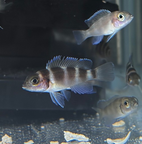 【極美・青の貴公子】ネオランプロローグス・トレトケファルス (約2.5-3cm) 鮮烈な5本バンドと極上の青み！