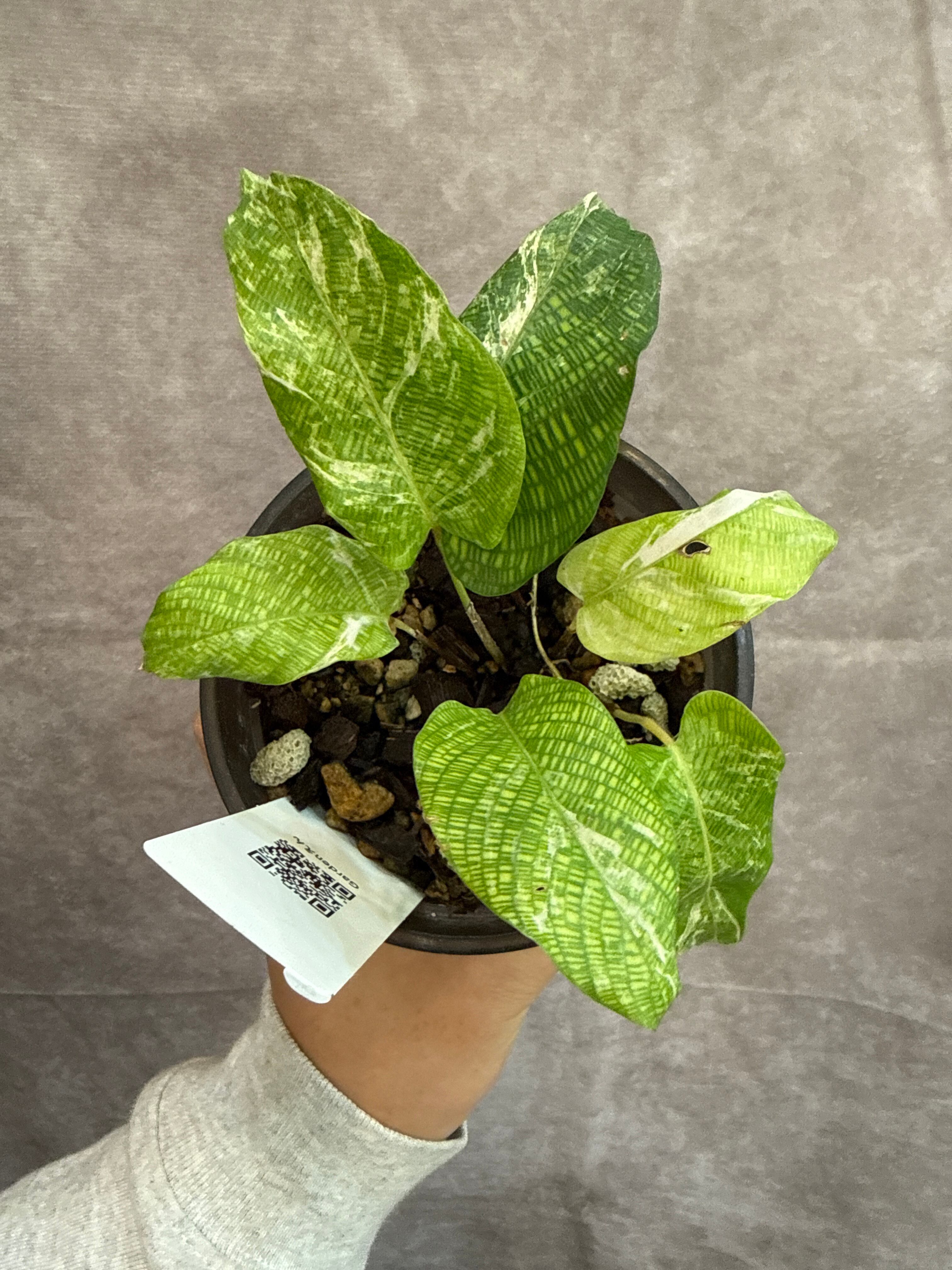 A カラテア ムサイカ斑入り | Gardenえん 【観葉熱帯植物】 A カラテア ムサイカ斑入り | Gardenえん 【観葉熱帯植物】