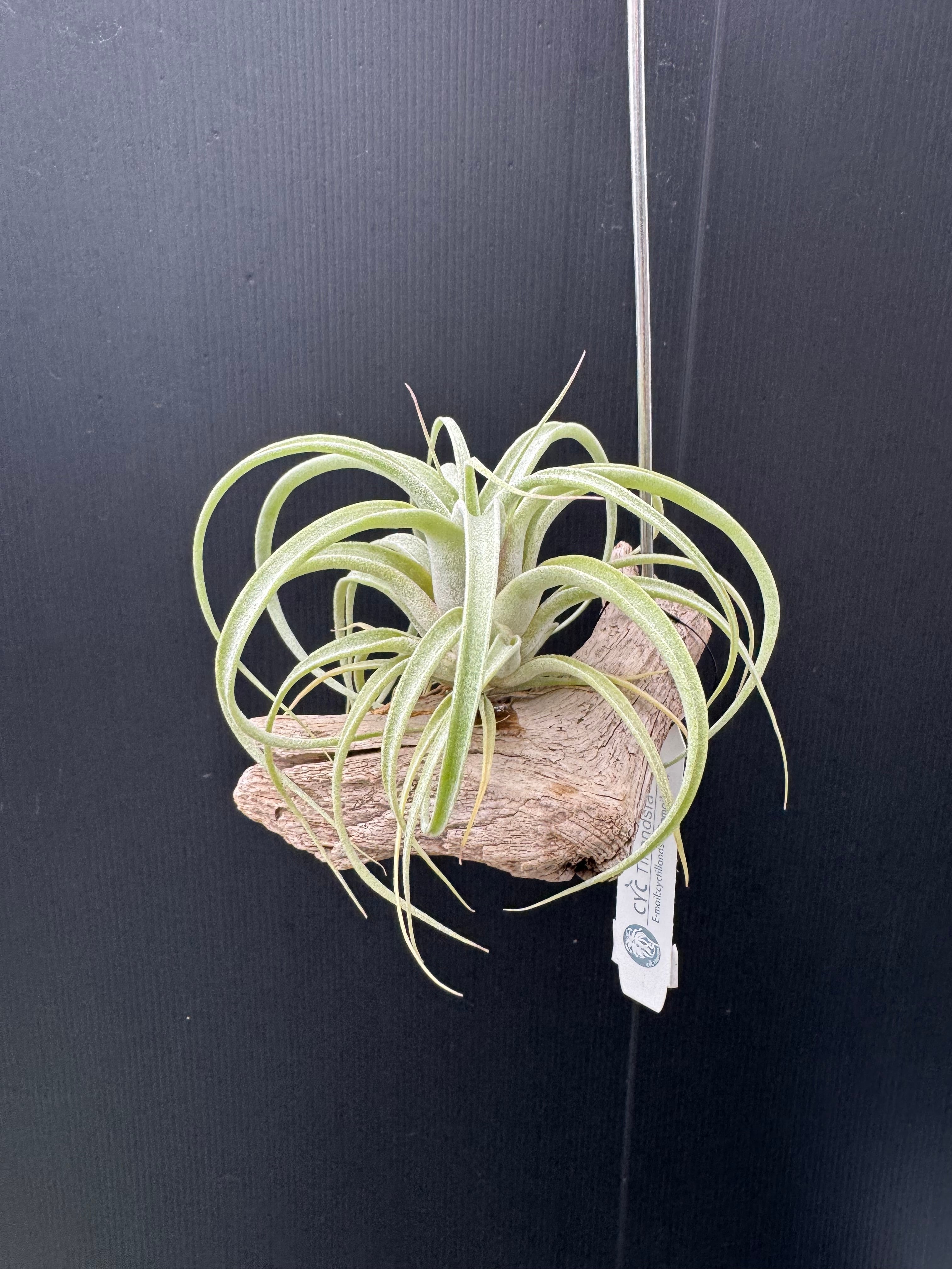 エアプランツ-ティランジア | クルール プランツ couleur plants
