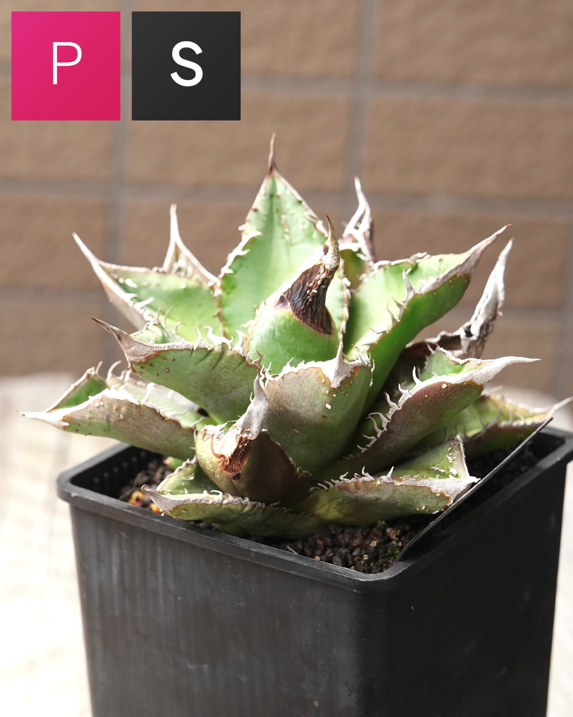 SUCCULENTS トレンド | PUKUBOOK SUCCULENTS