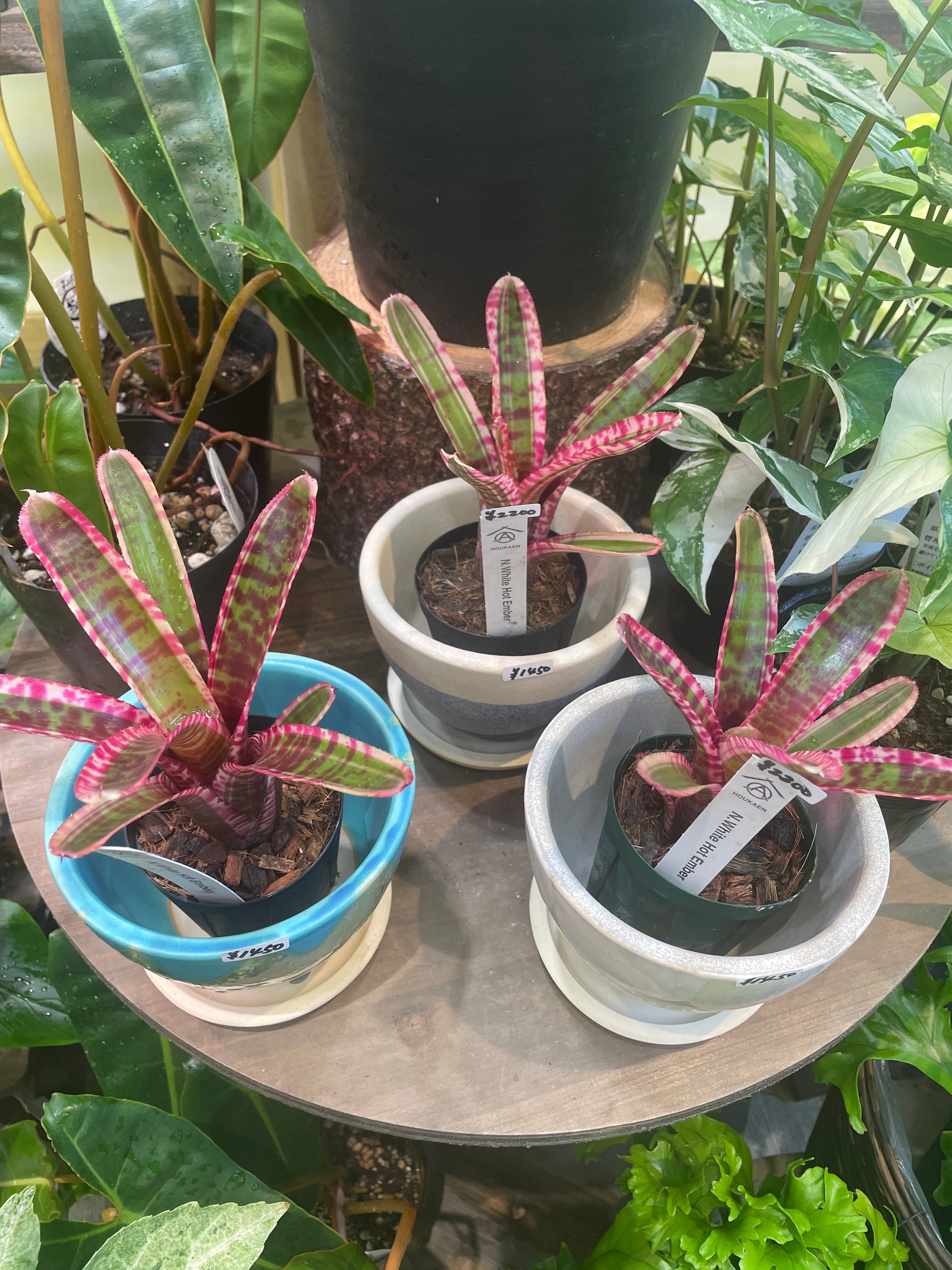 Neoregelia 