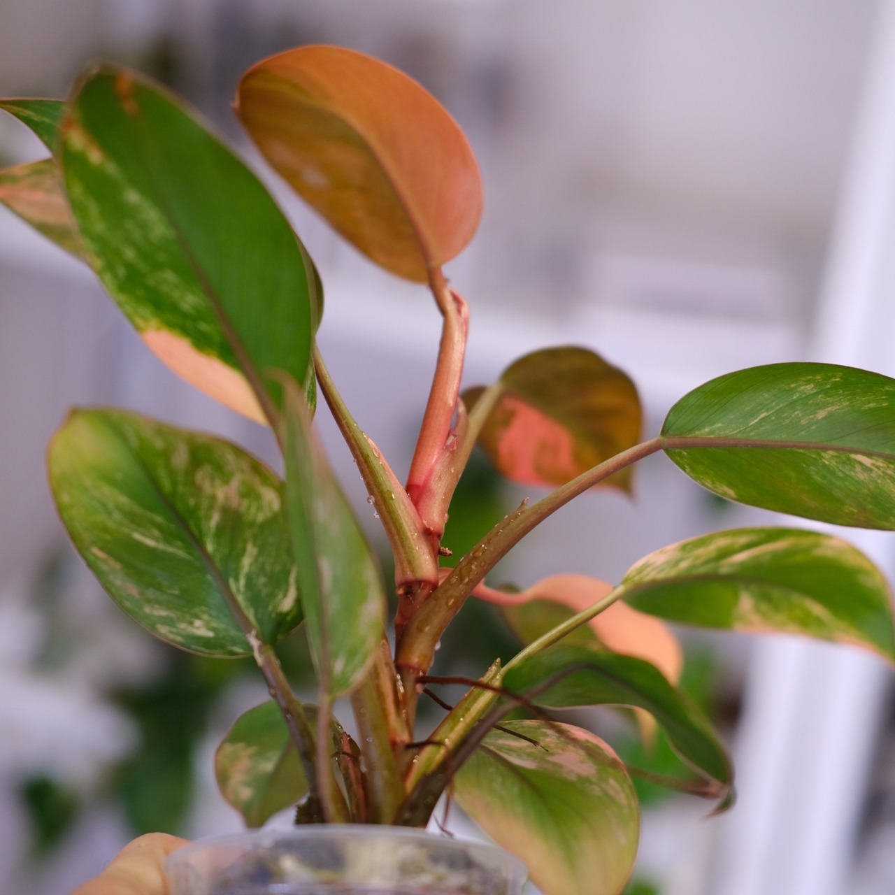 フィロデンドロン・レッドコンゴ / Philodendron Red Congo⑥