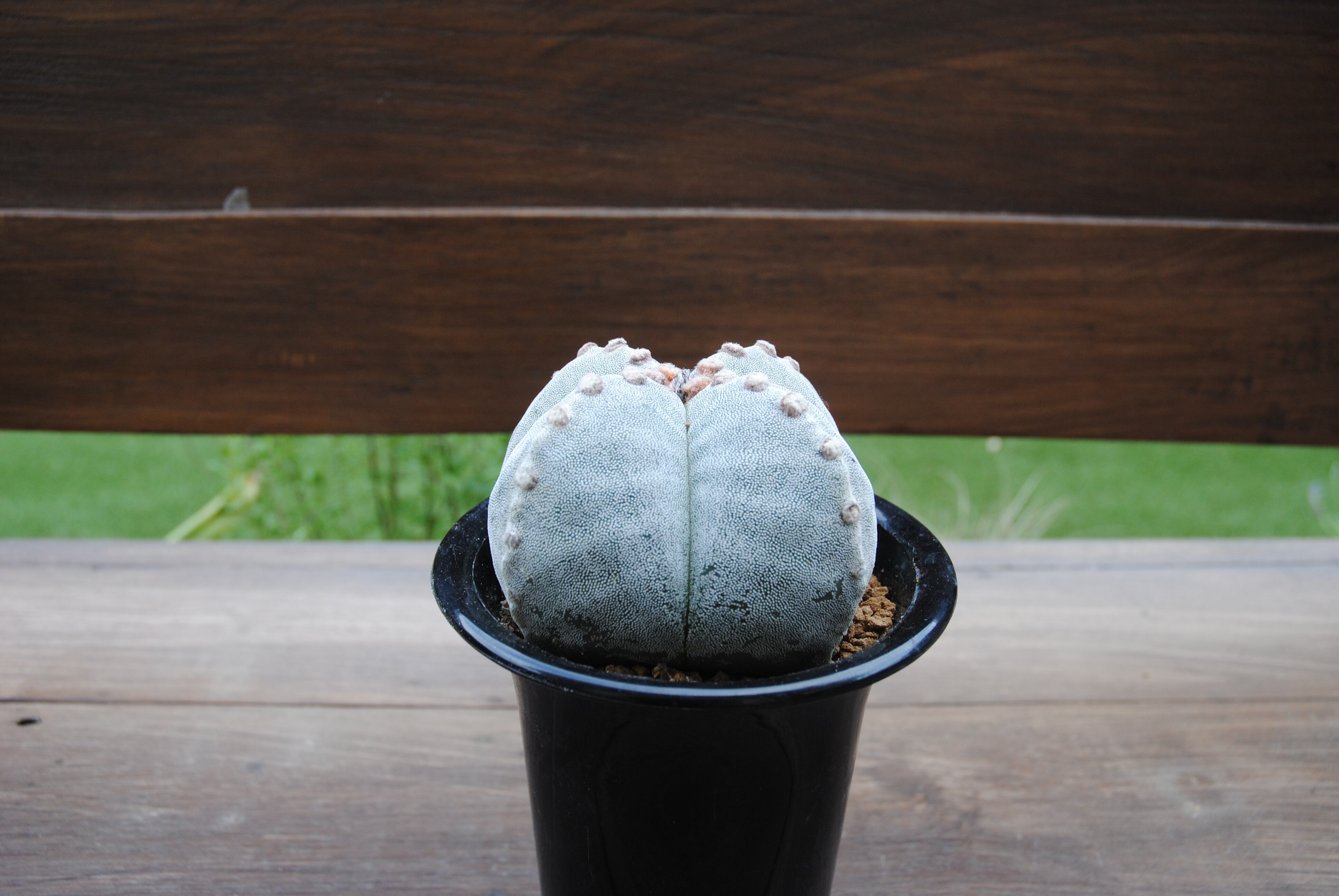 33a7a75e342d7e6b208f1b9ac153b7