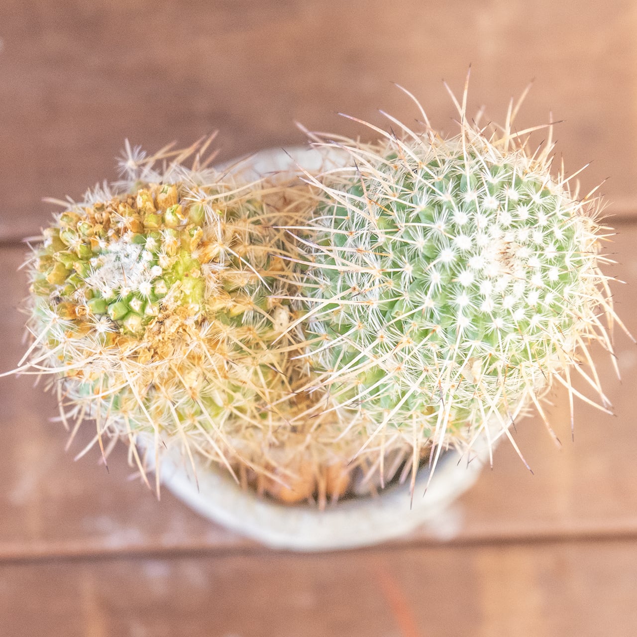 白王丸（マミラリア）｜再生中のふたこぶ個体・割引特価【一点物】