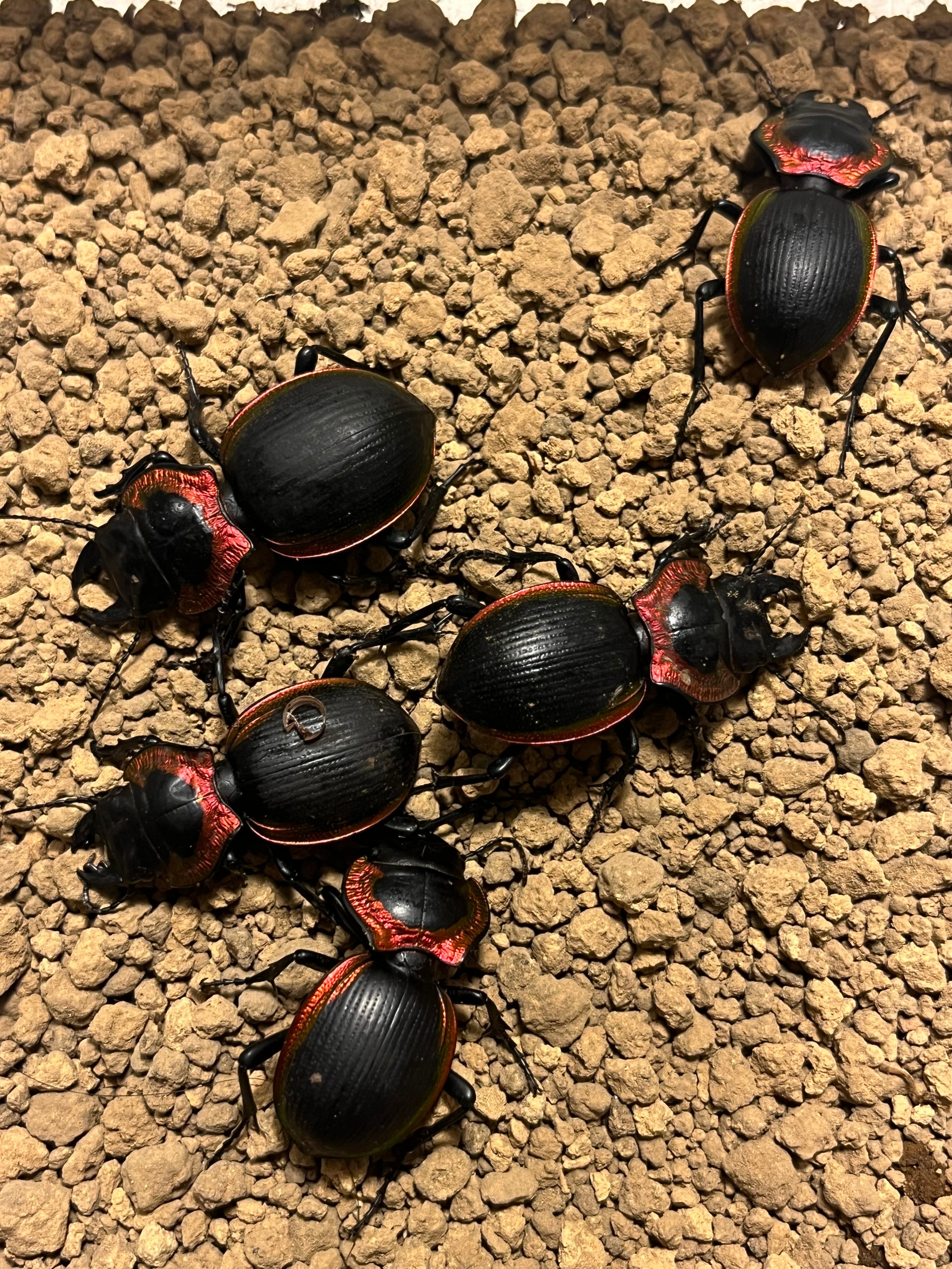 オモニキチュウ