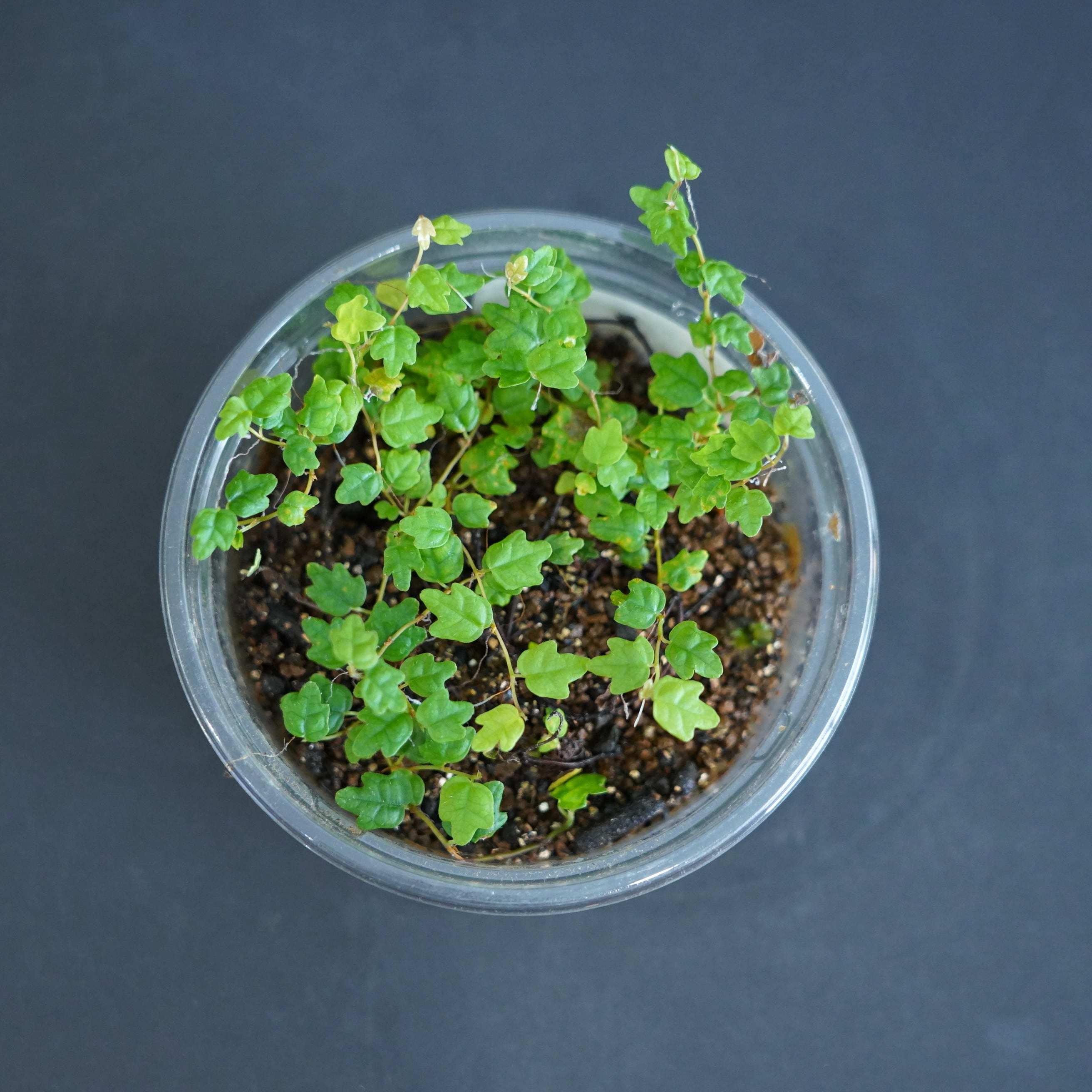 フィカス プミラ クエルキフォリアFicus pumila var.quercifolia|苔テラリウム作製用素材◆壁面や流木着生におすすめクライマープランツ◆CPポット