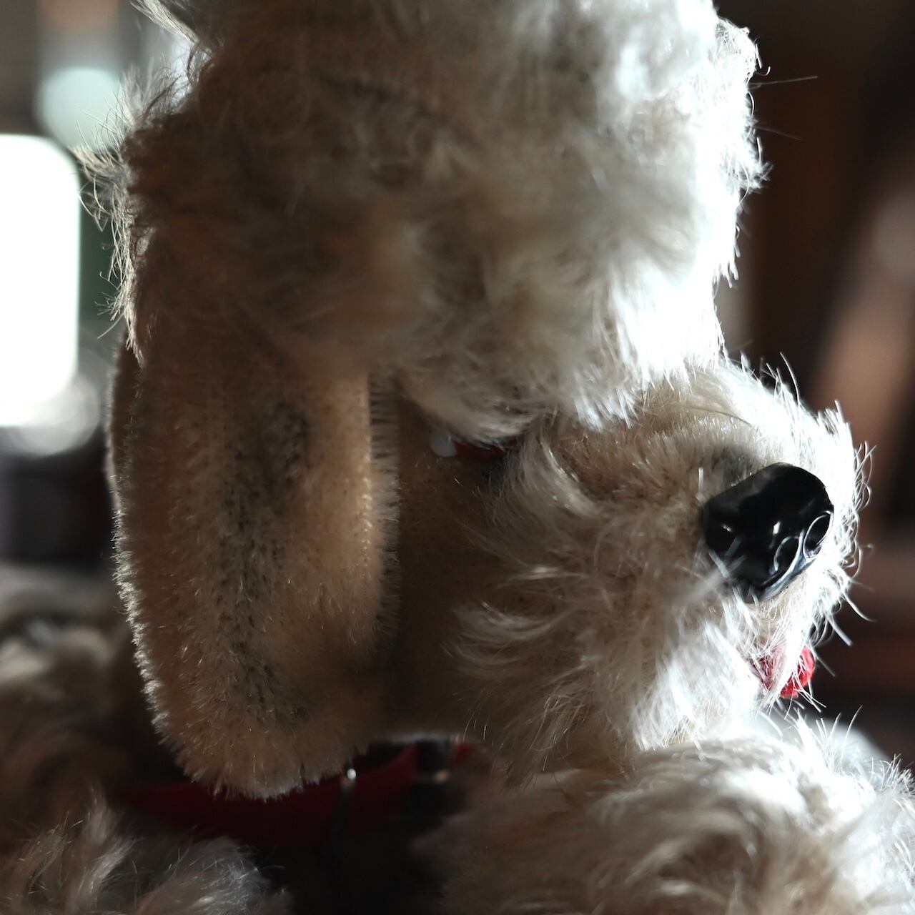 Stuffed Toy / ぬいぐるみ〈 犬・プードル・オブジェ・ディスプレイ