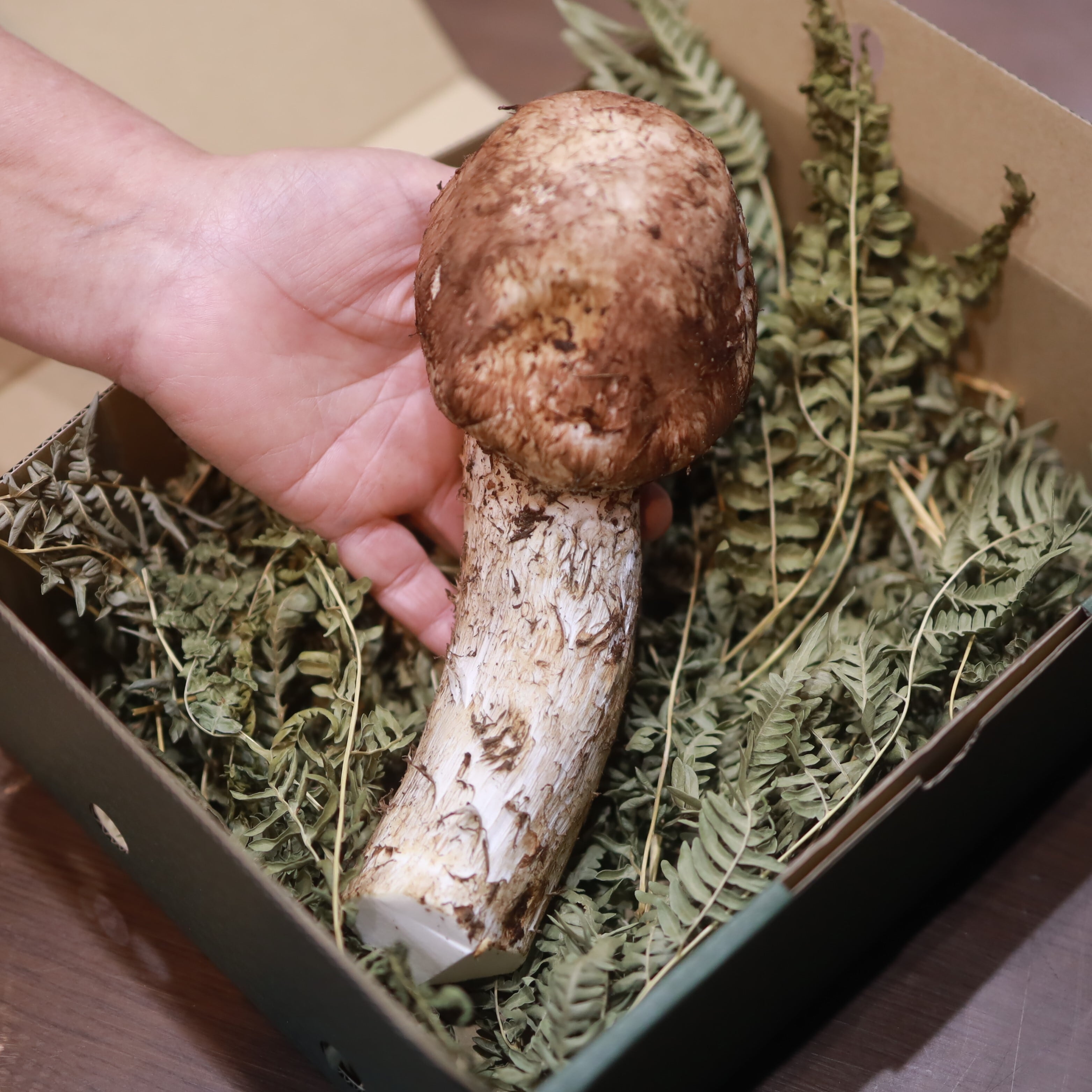 茸王-松覇 【本格1本松茸】 150g