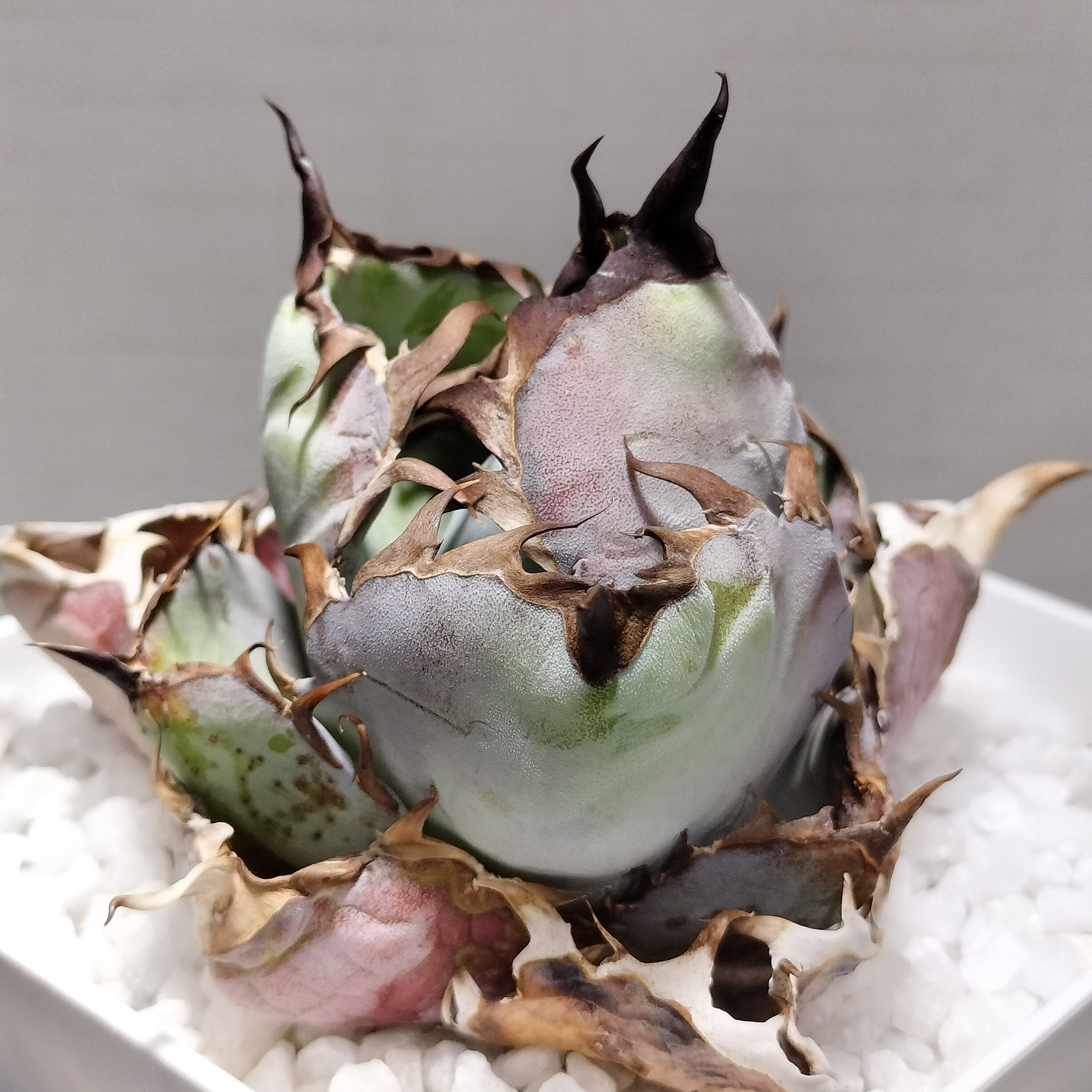 73.萬代厳竜(ロファンサ×チタノタHyb)/Agave lophantha×titanota hyb